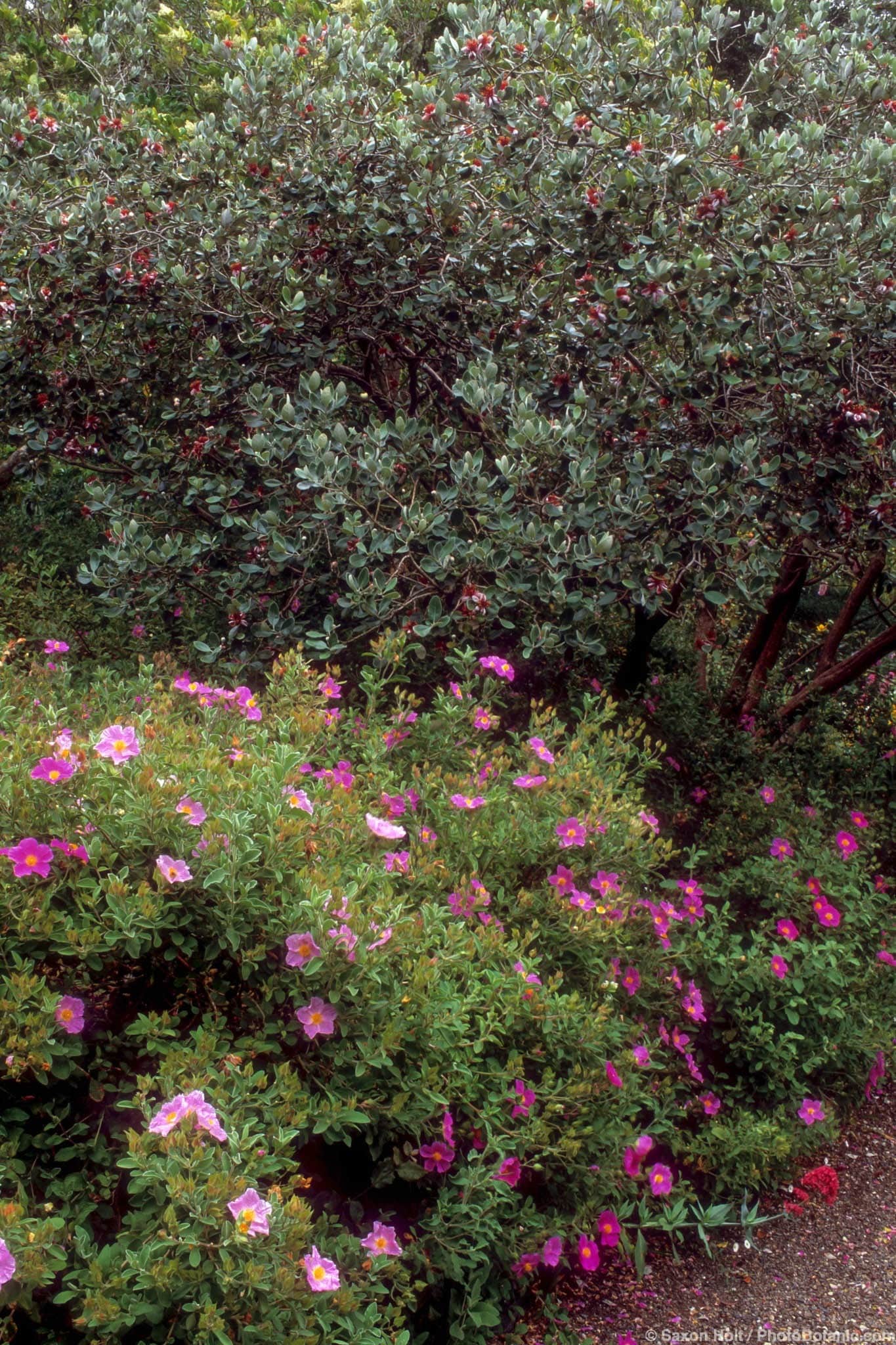 Feijoa sellowiana