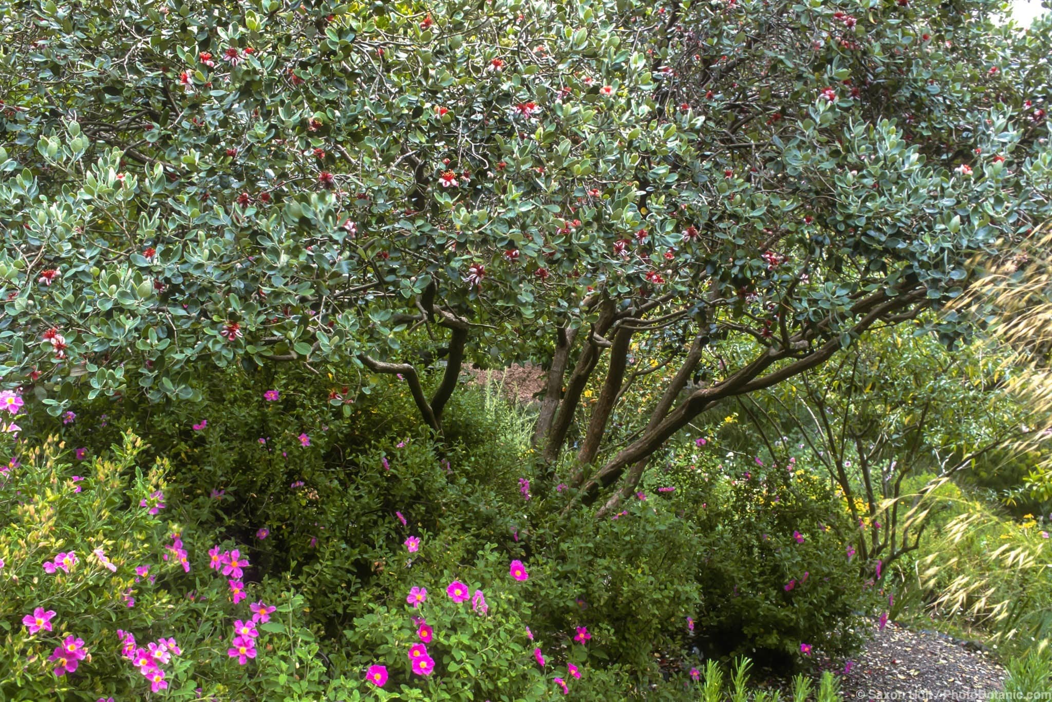 Feijoa sellowiana