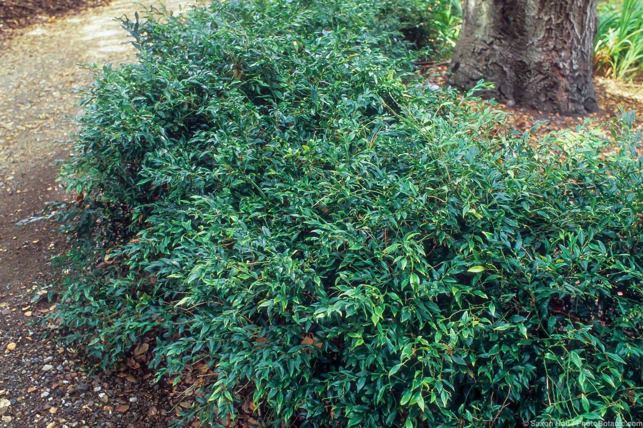 Sarcococca hookerana