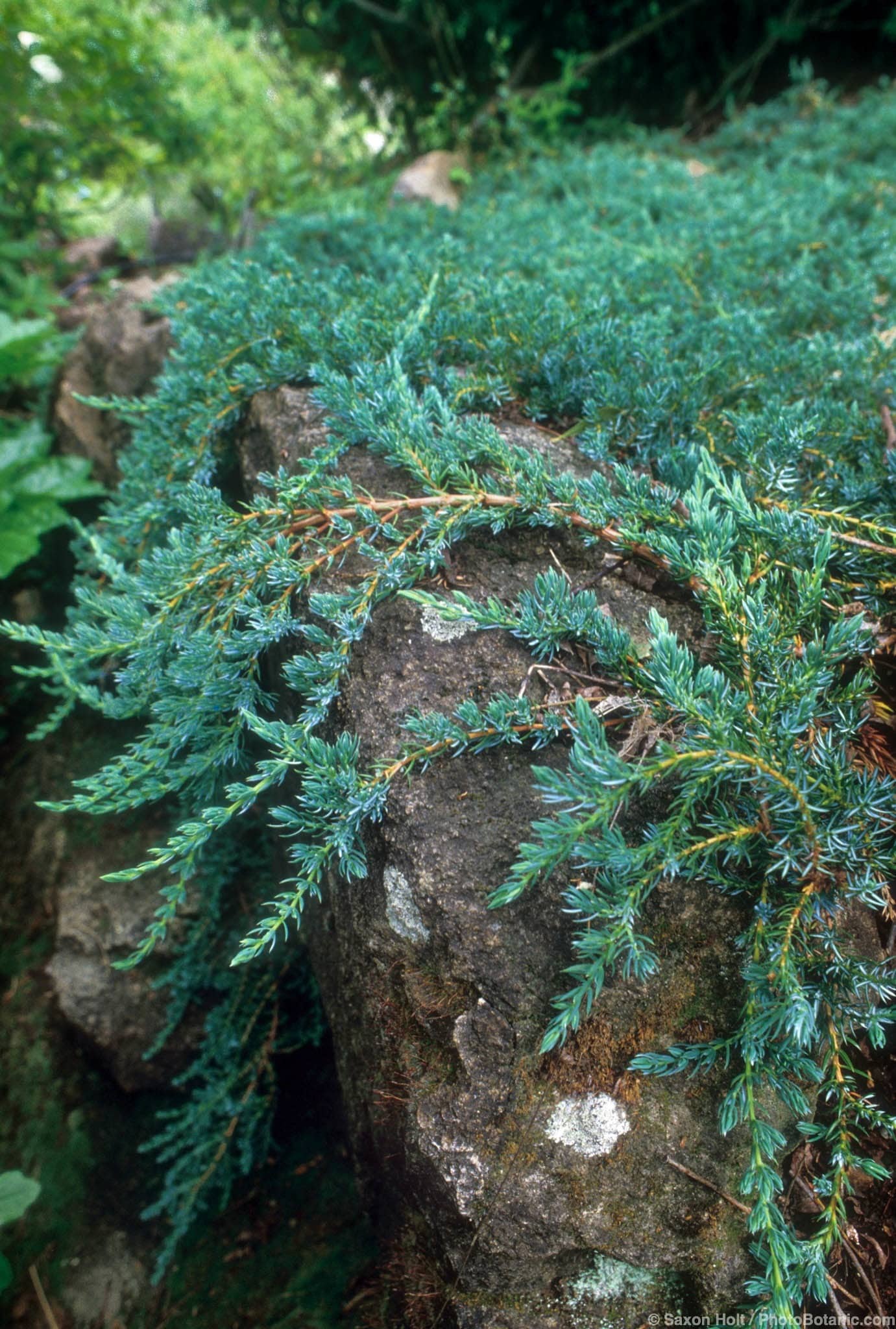 Juniperus sabina