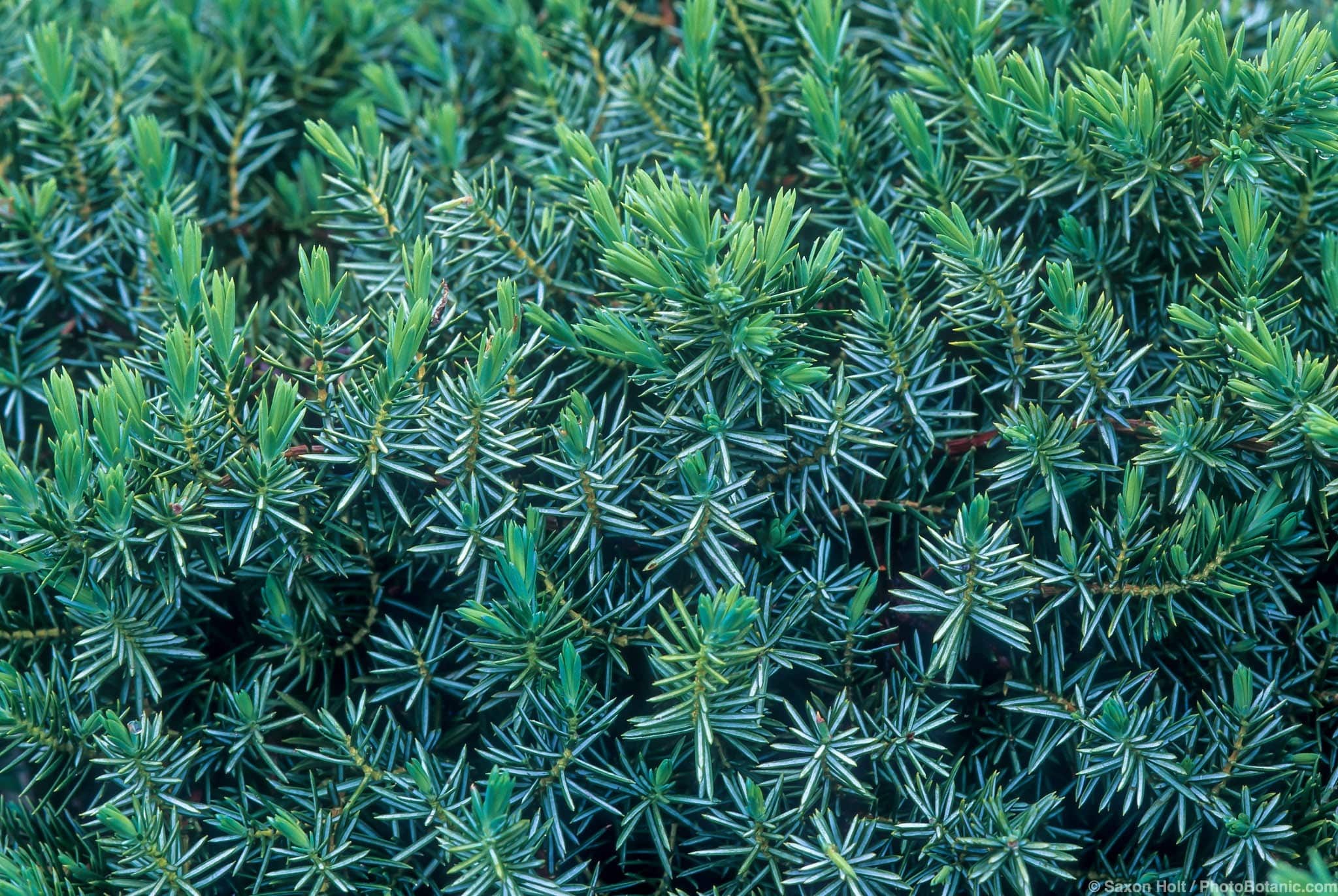 Juniperus rigida conferta