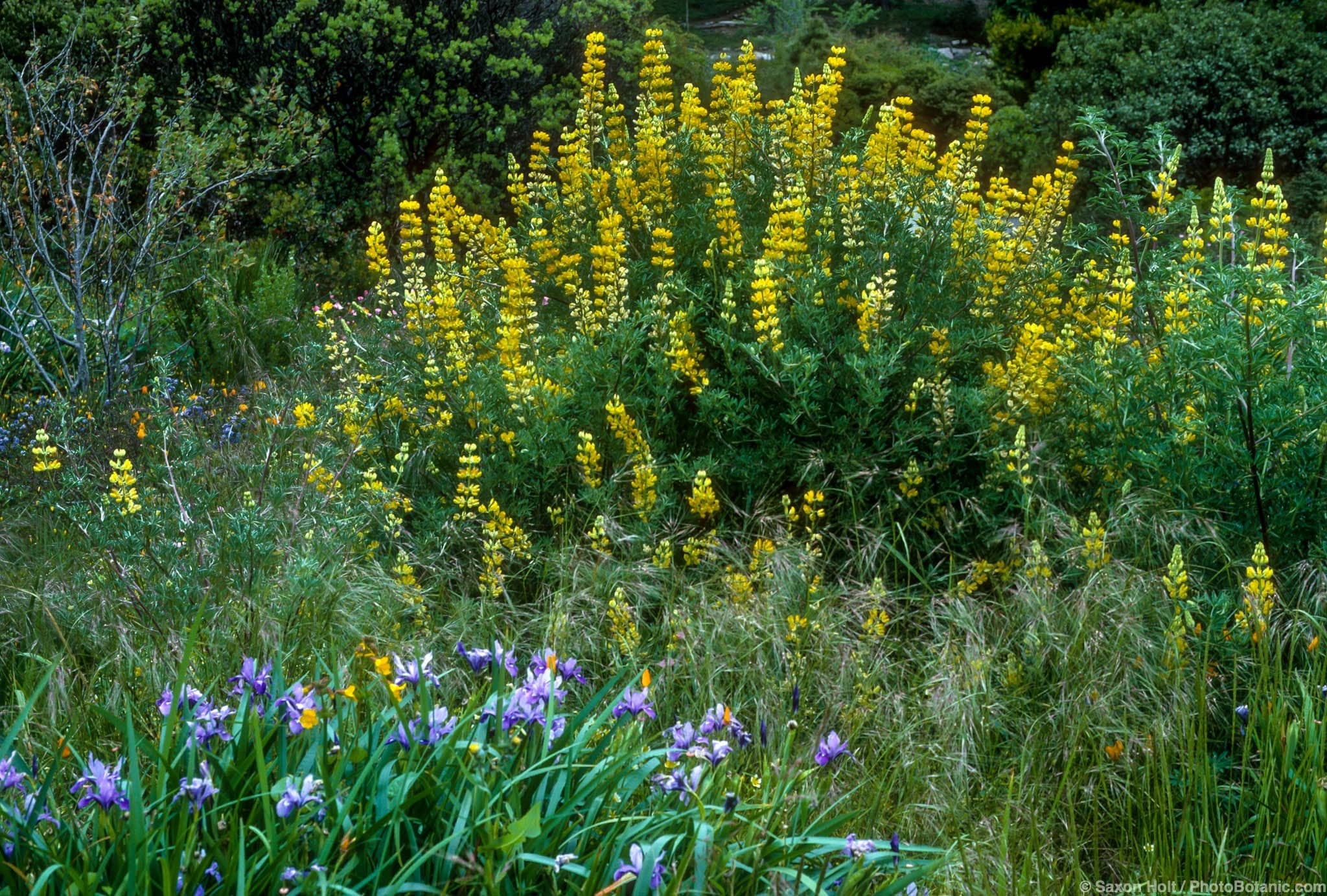 Lupinus arboreus