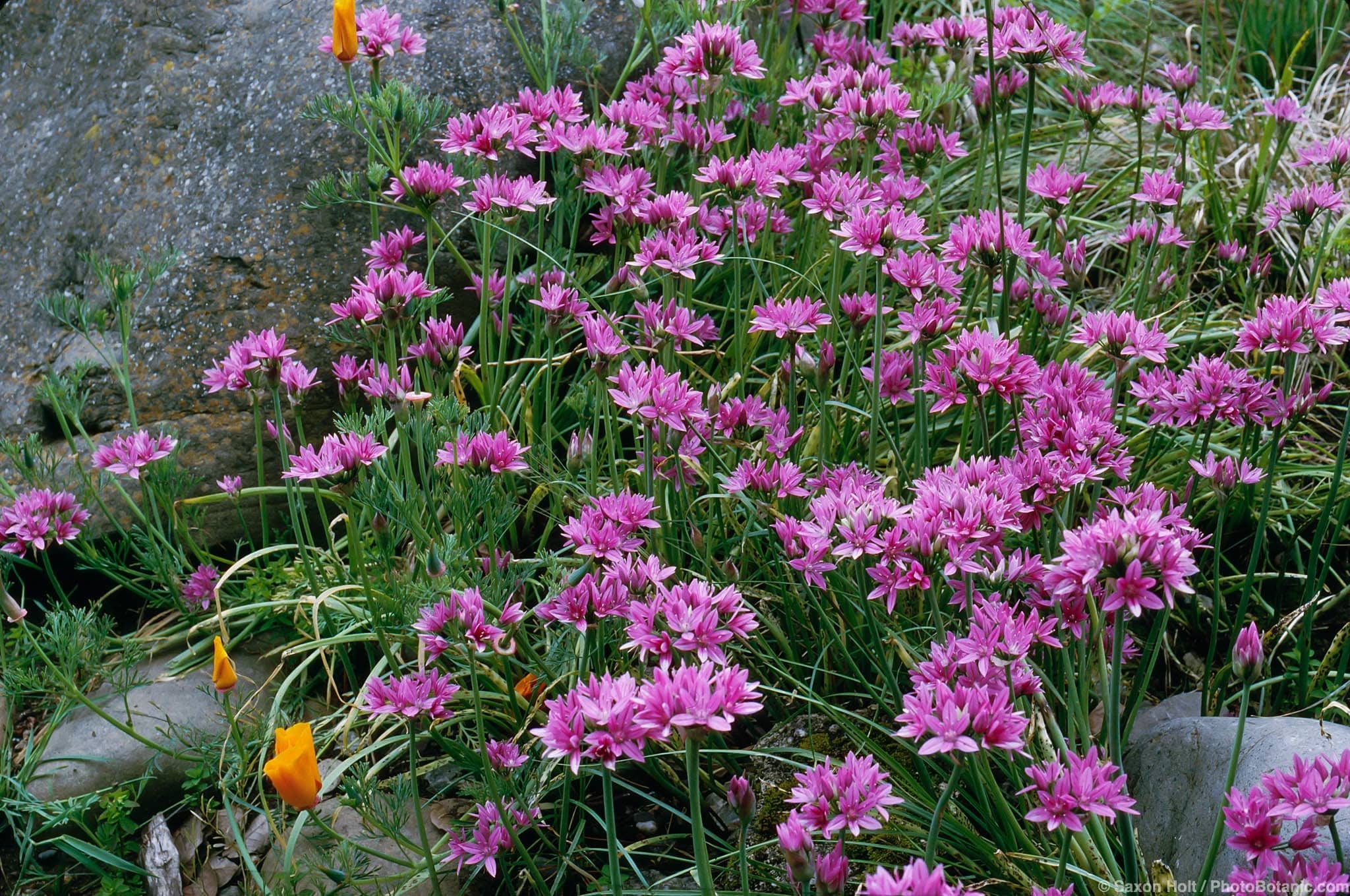 Allium unifolium