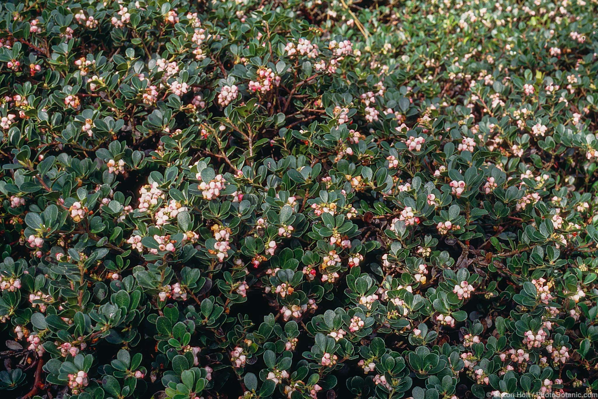 Arctostaphylos uva-ursi