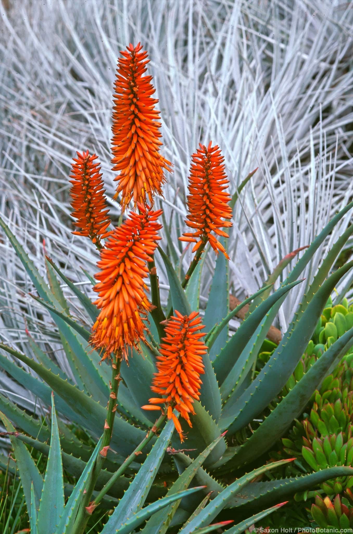 Aloe arborescens