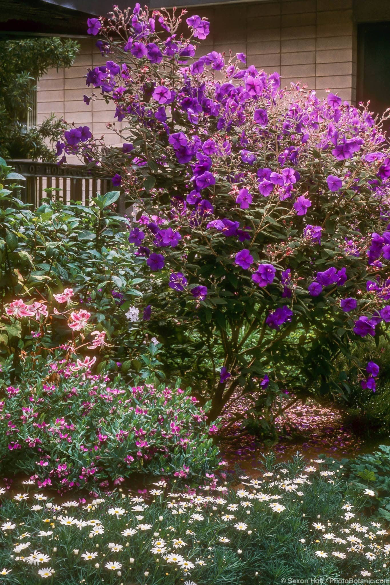 Tibouchina urvilleana