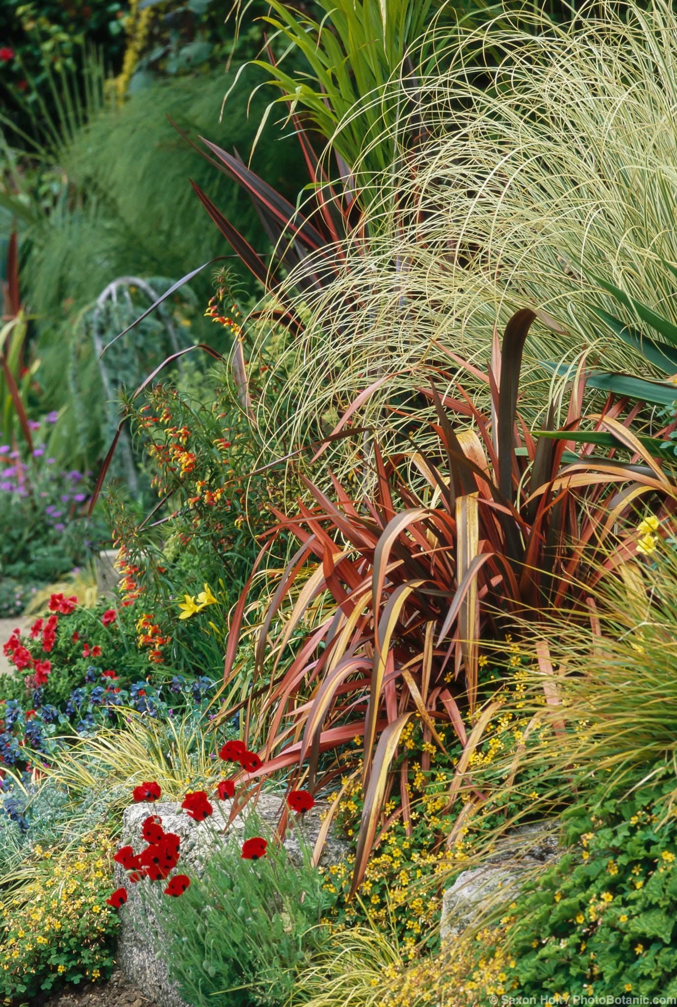 Phormium ‘Guardsman’