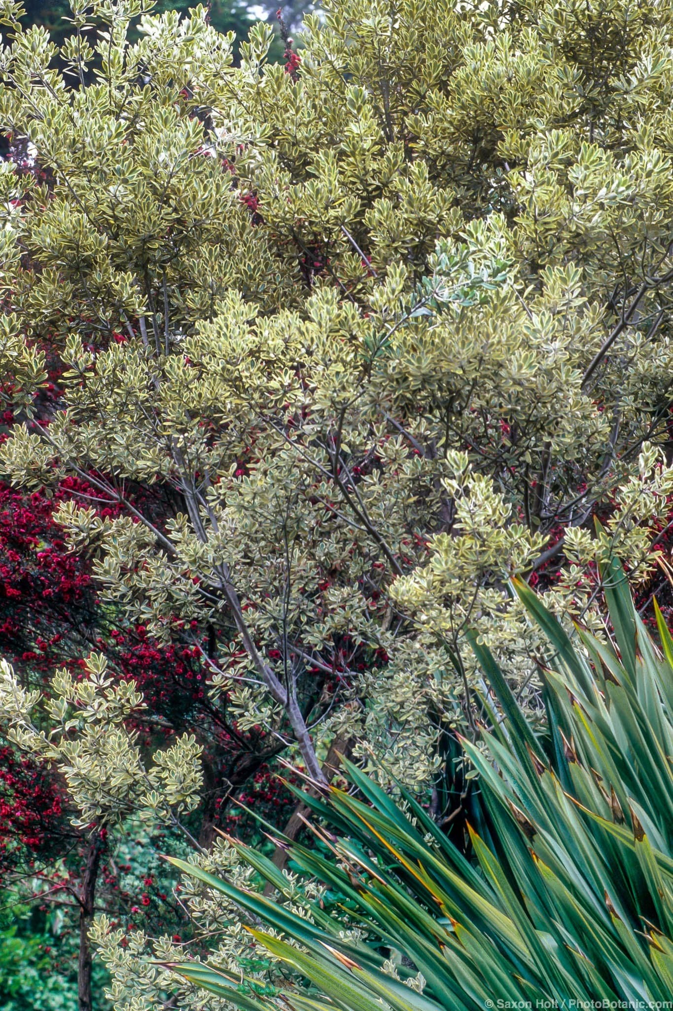 Pittosporum crassifolium