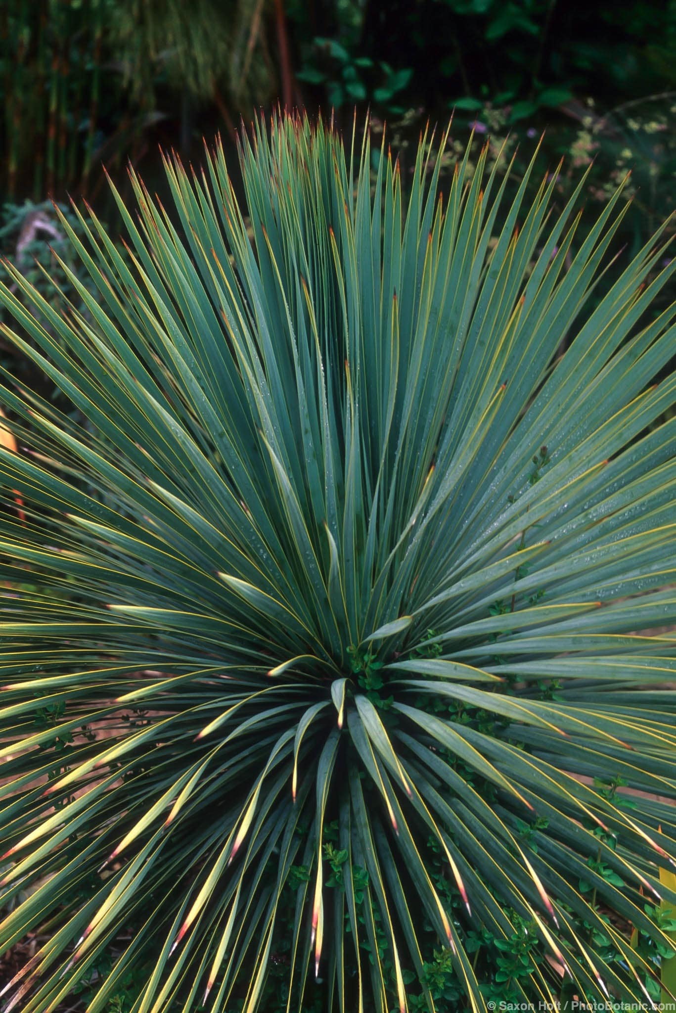 Yucca rostrata