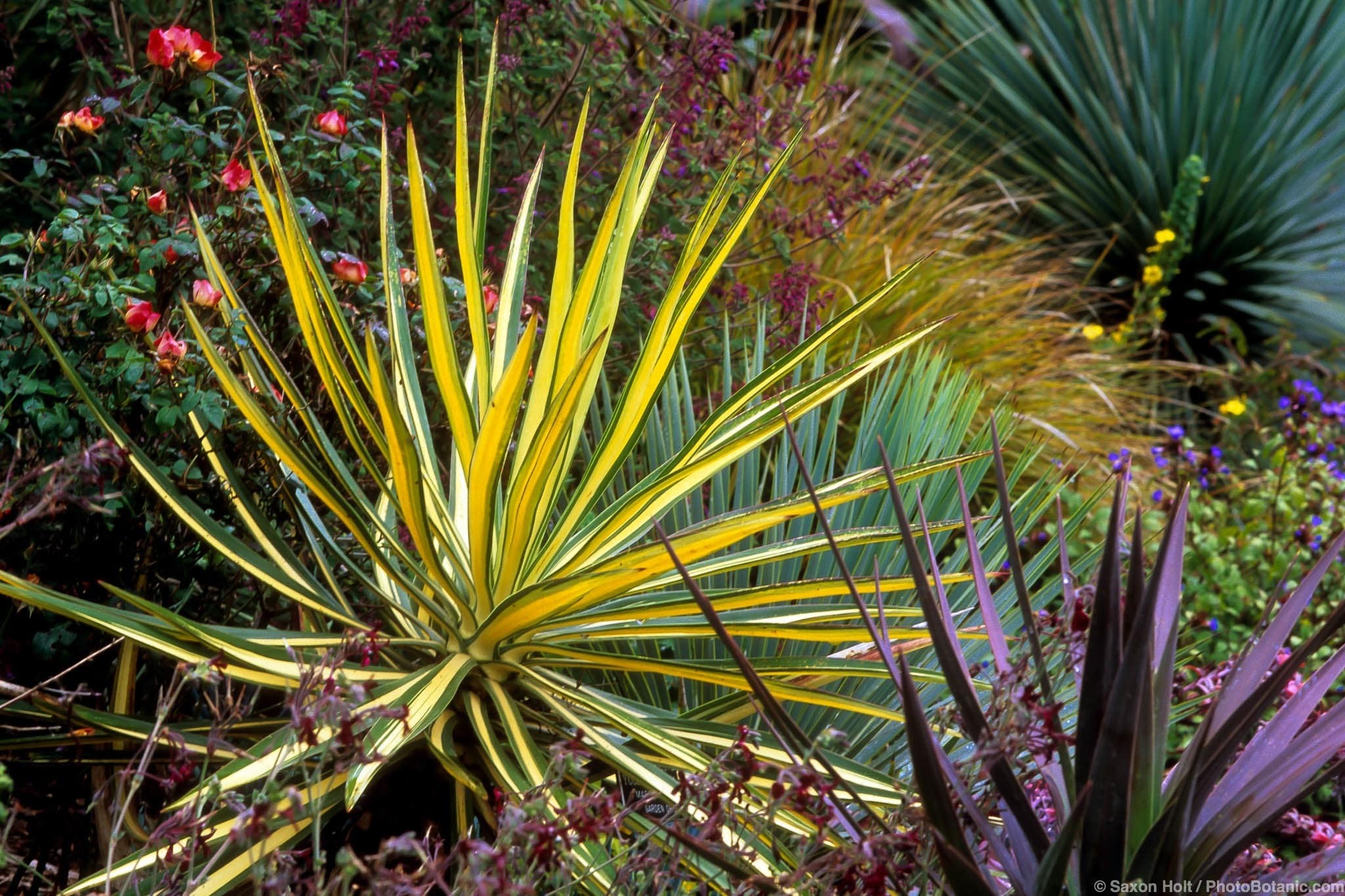 Yucca aloifolia