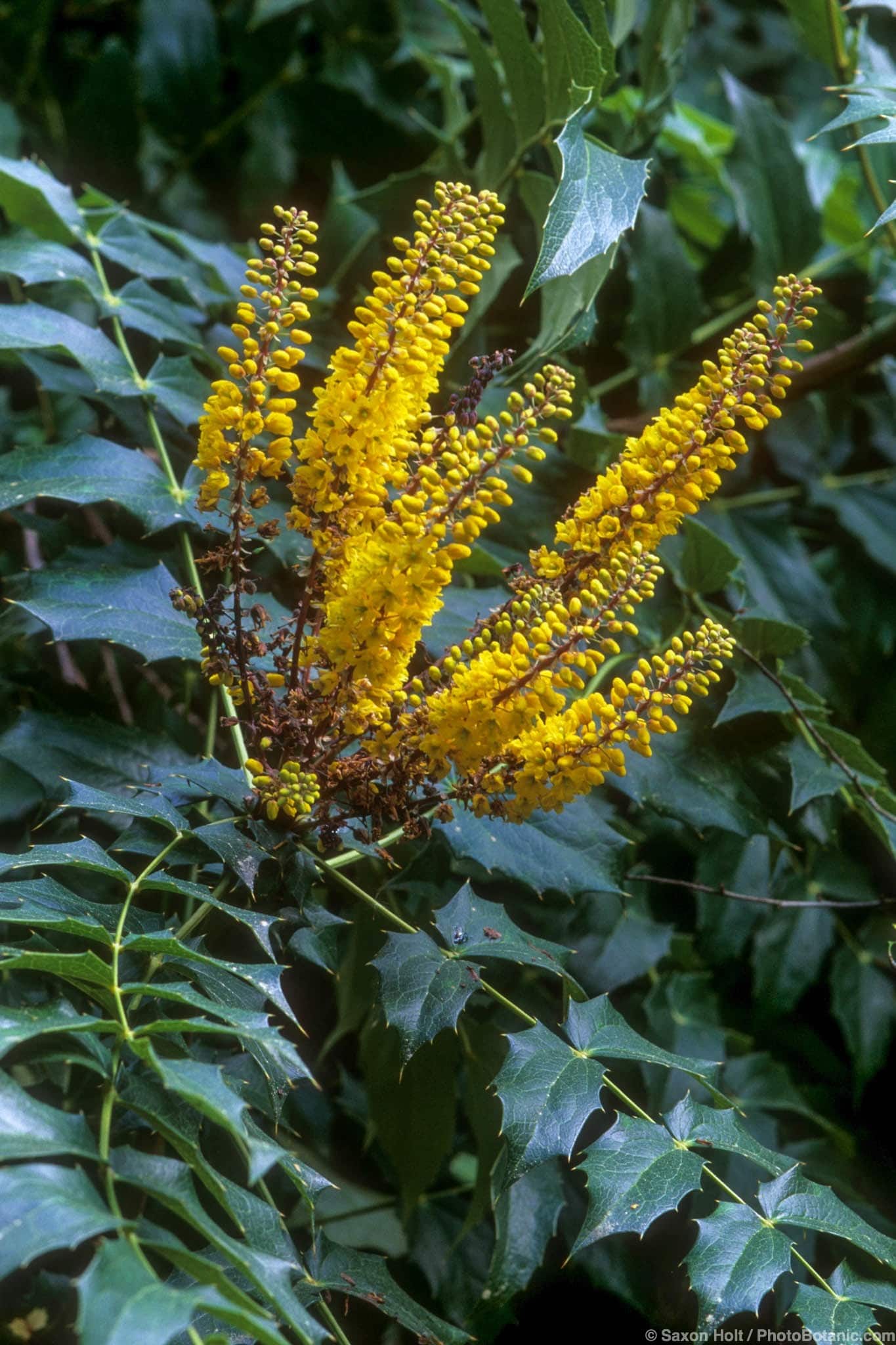 Mahonia x media