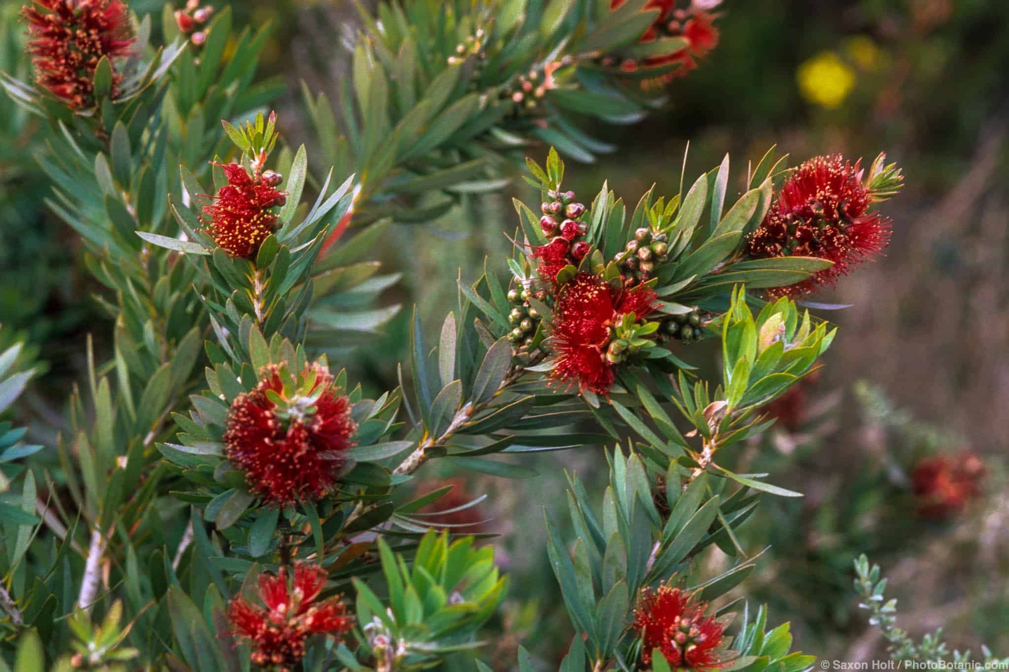 Callistemon viminalis