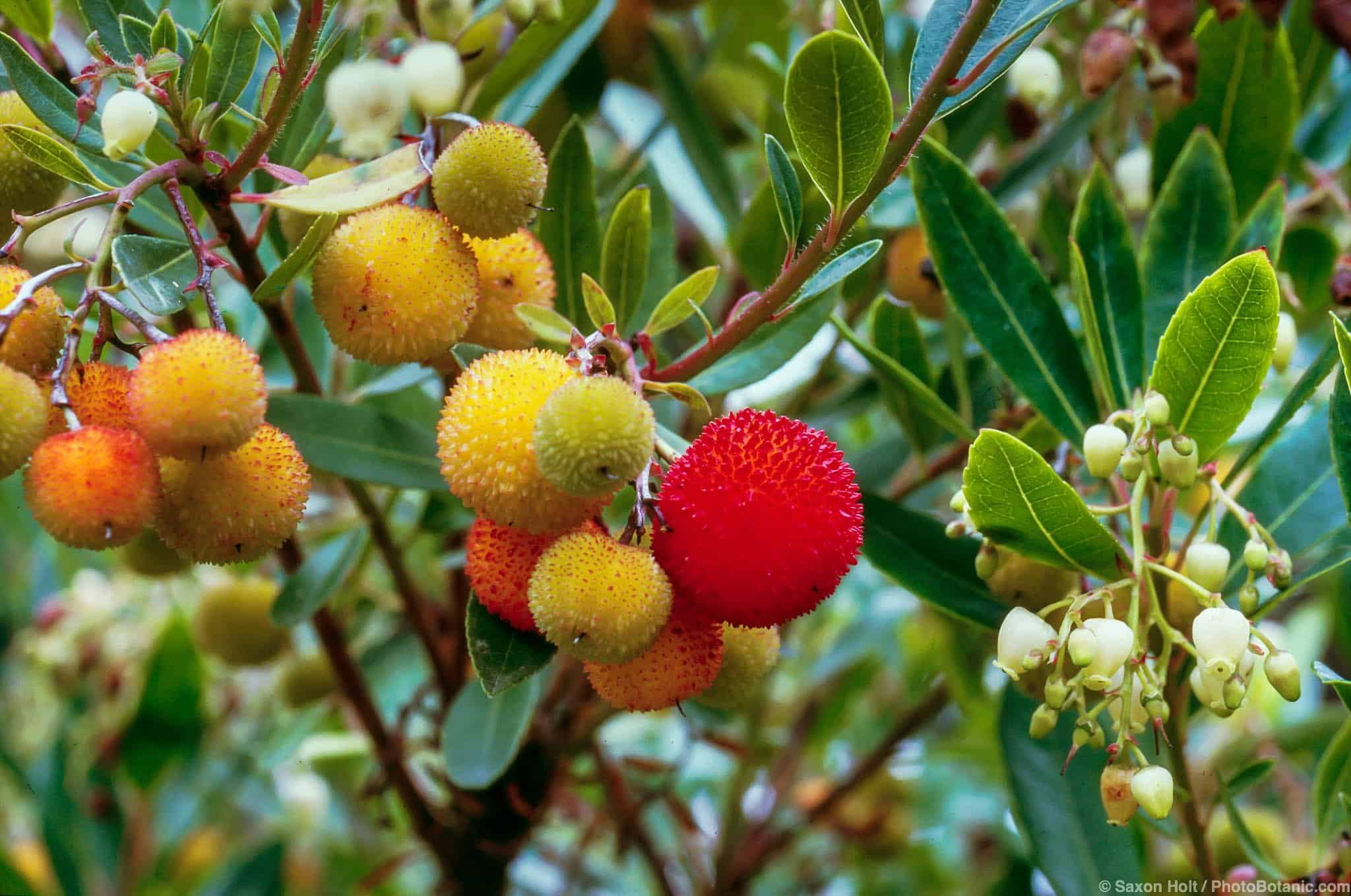 Arbutus unedo