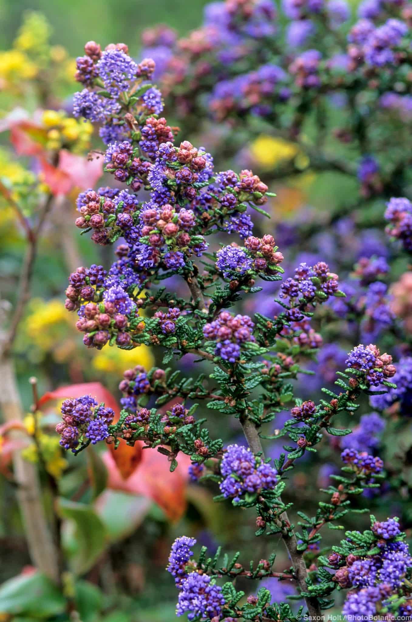 Ceanothus ‘Julia Phelps’