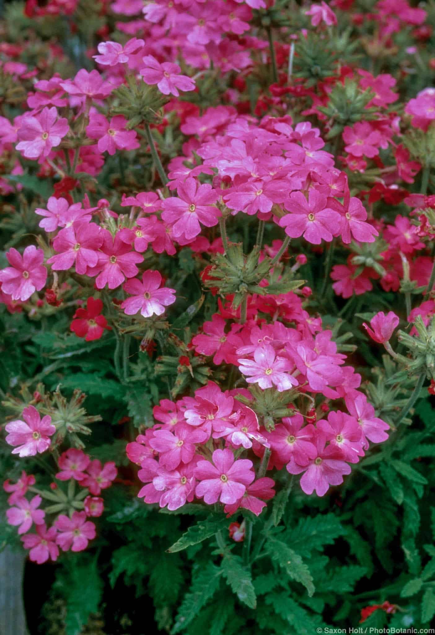 Verbena x hybrida