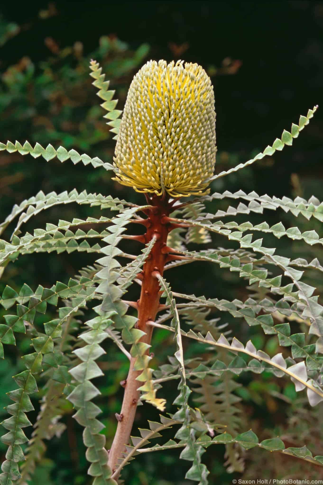 Banksia speciosa