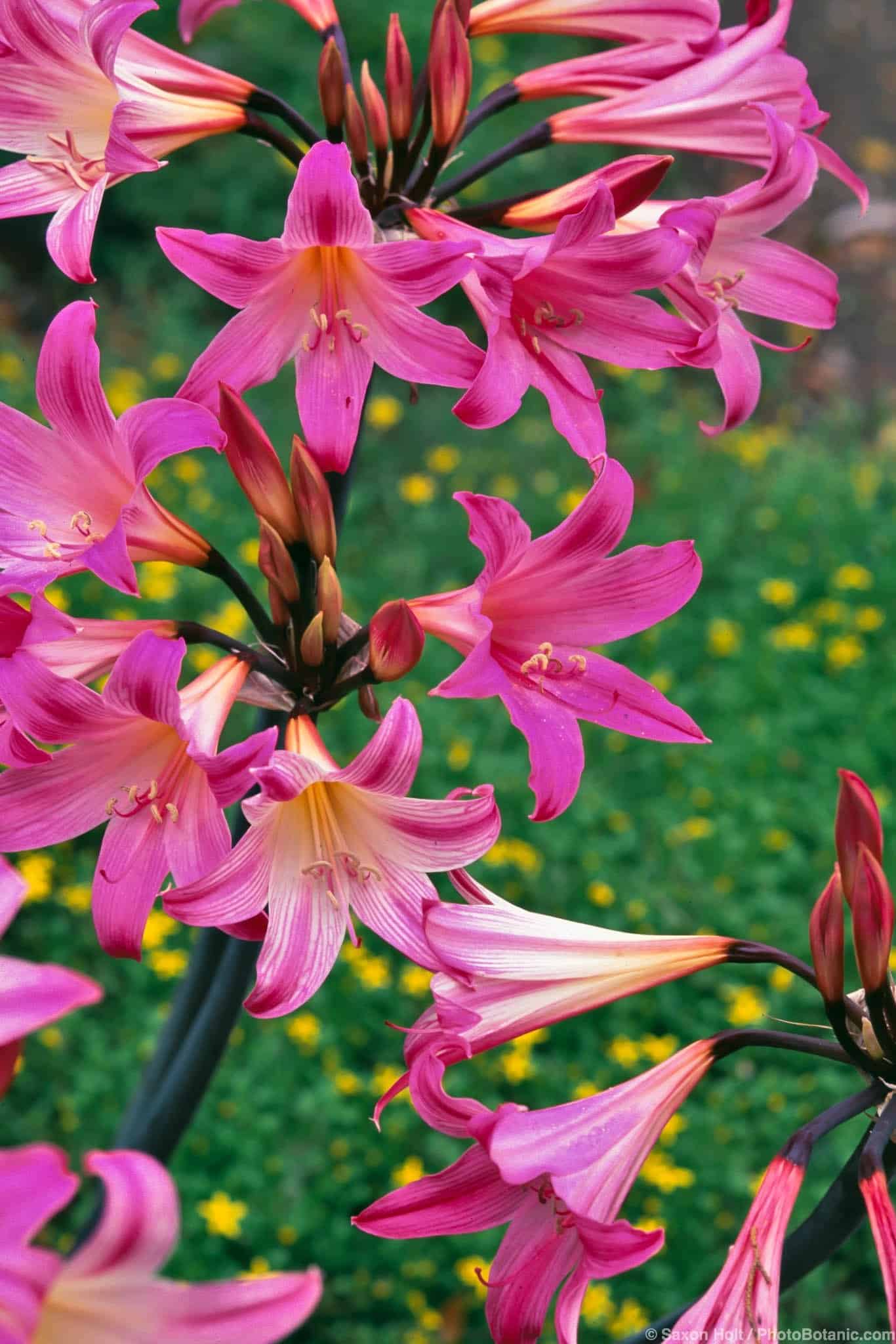 Amaryllis belladonna