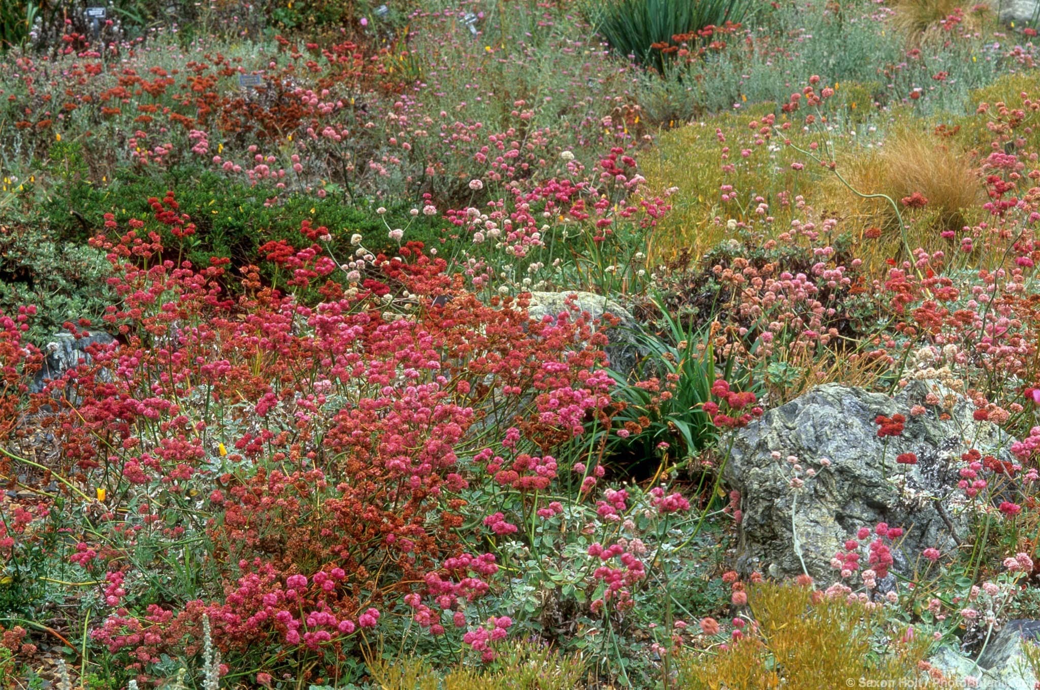 Eriogonum grande