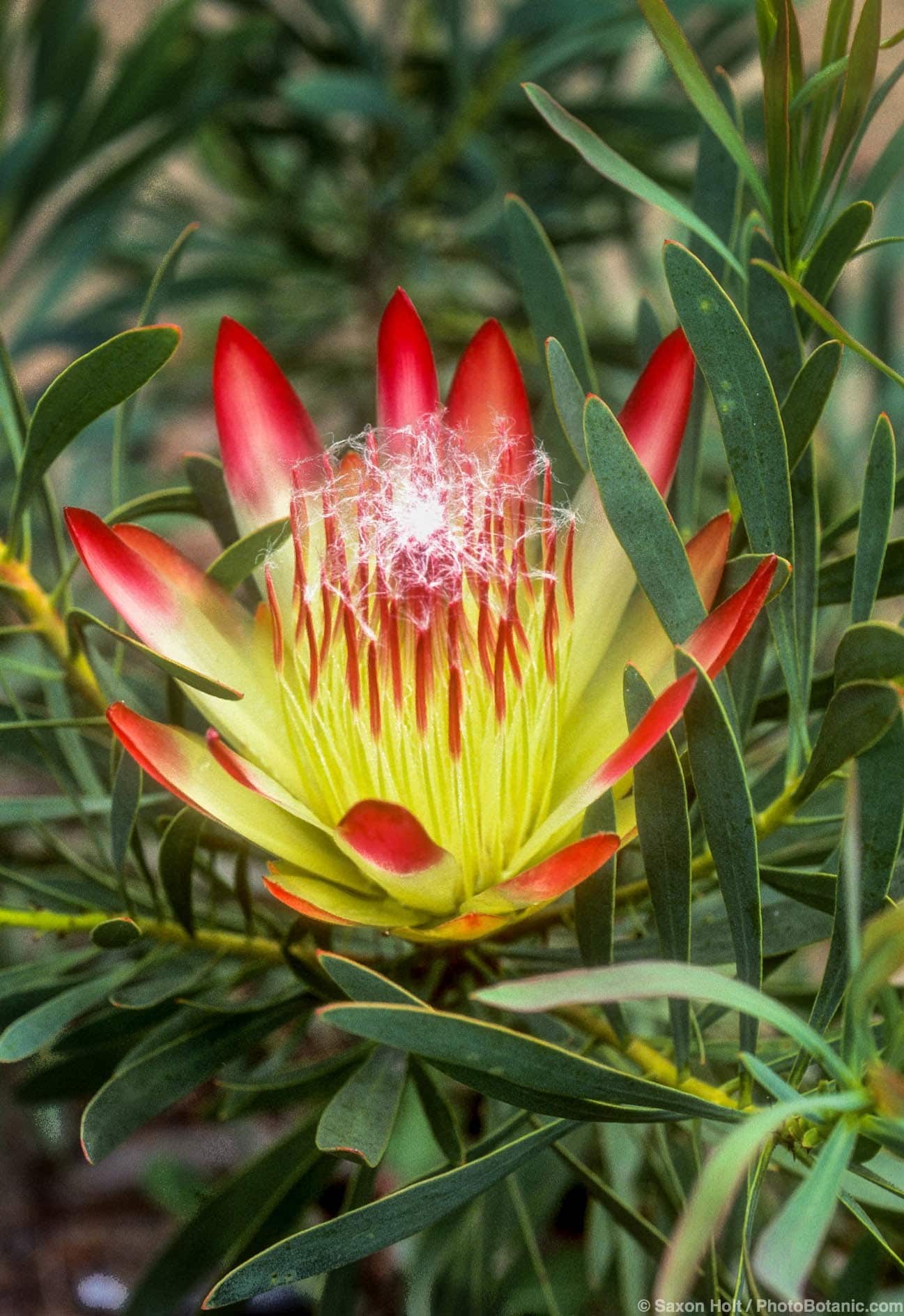 Protea repens