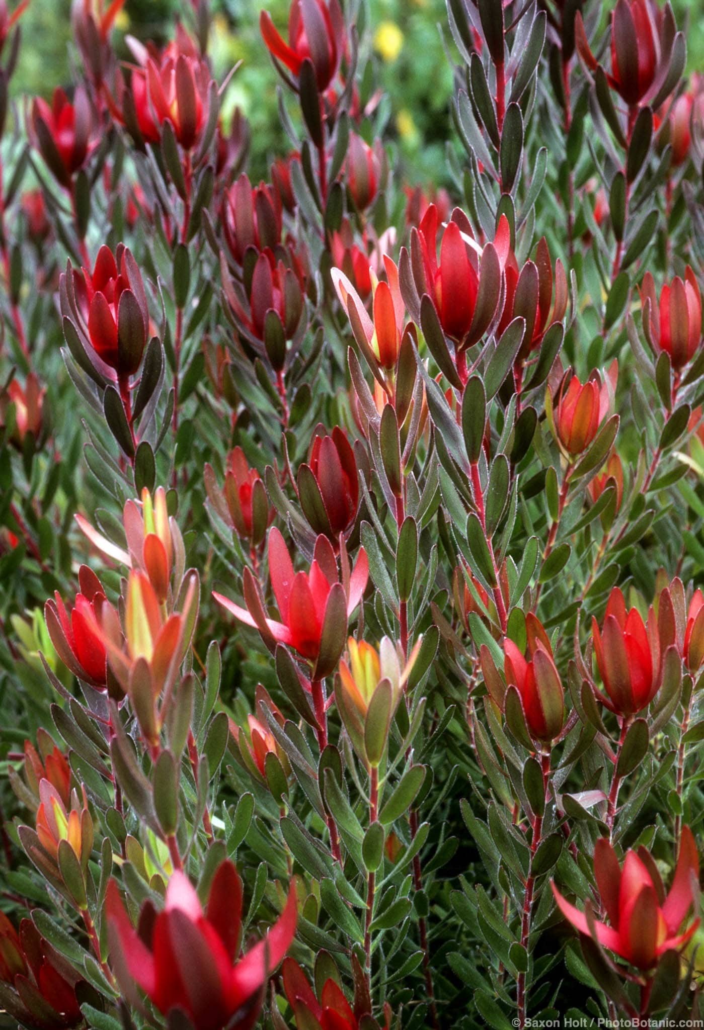 Leucadendron