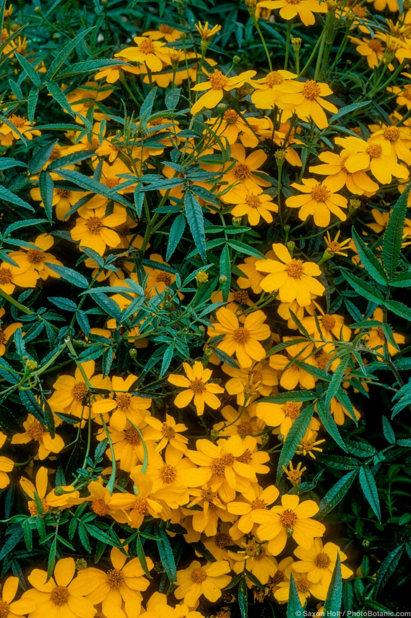 Tagetes lemmonii