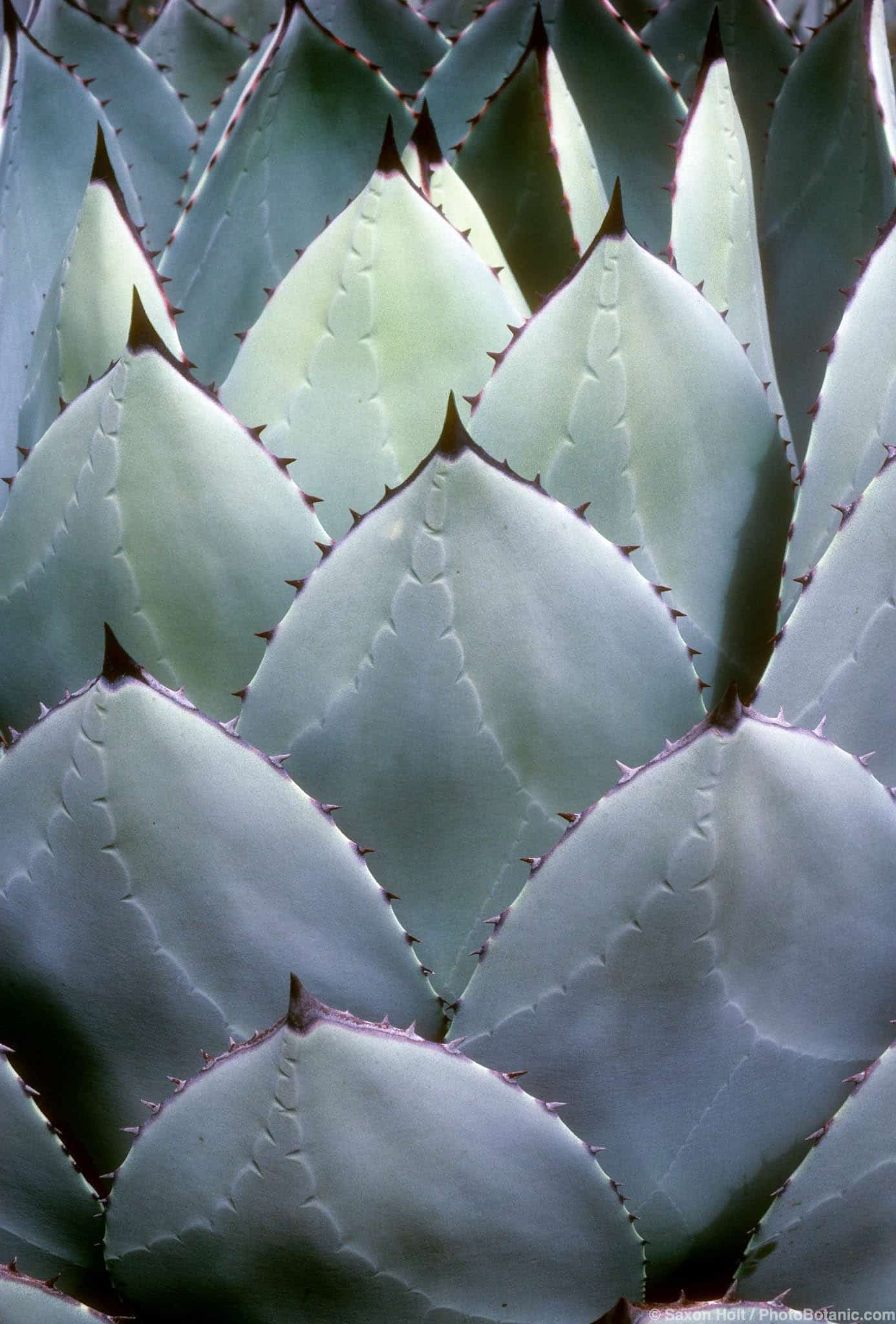 Agave parryi huachucensis