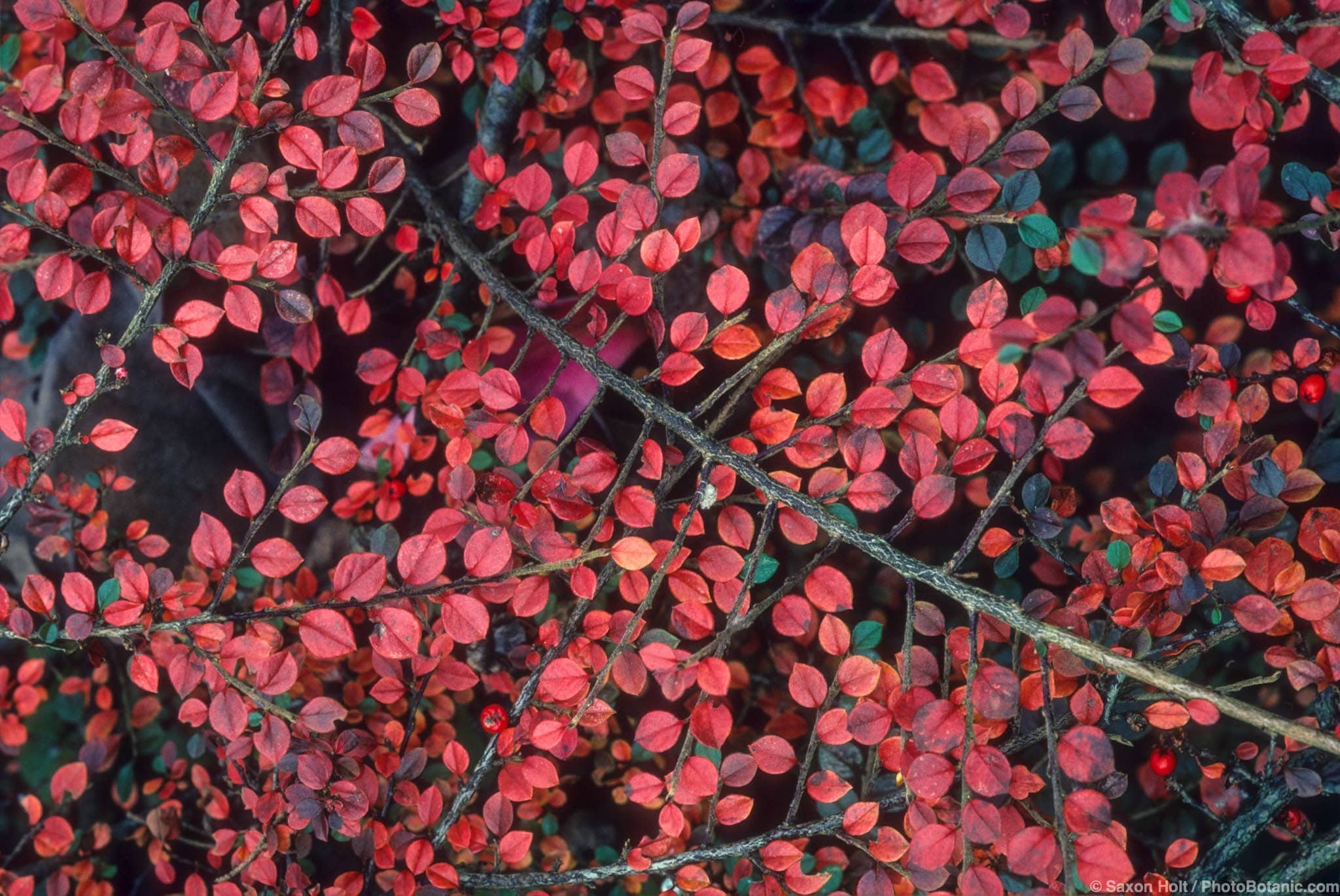 Cotoneaster horizontalis