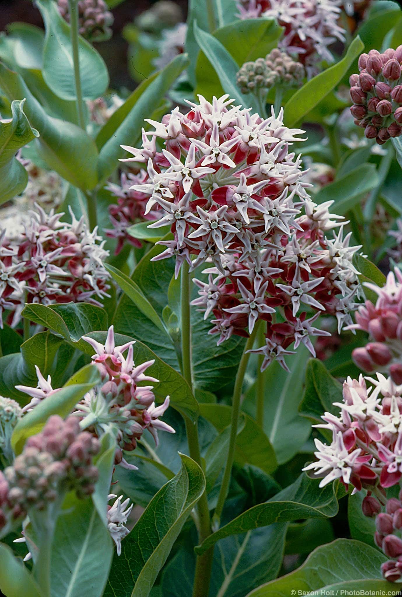 Asclepias speciosa