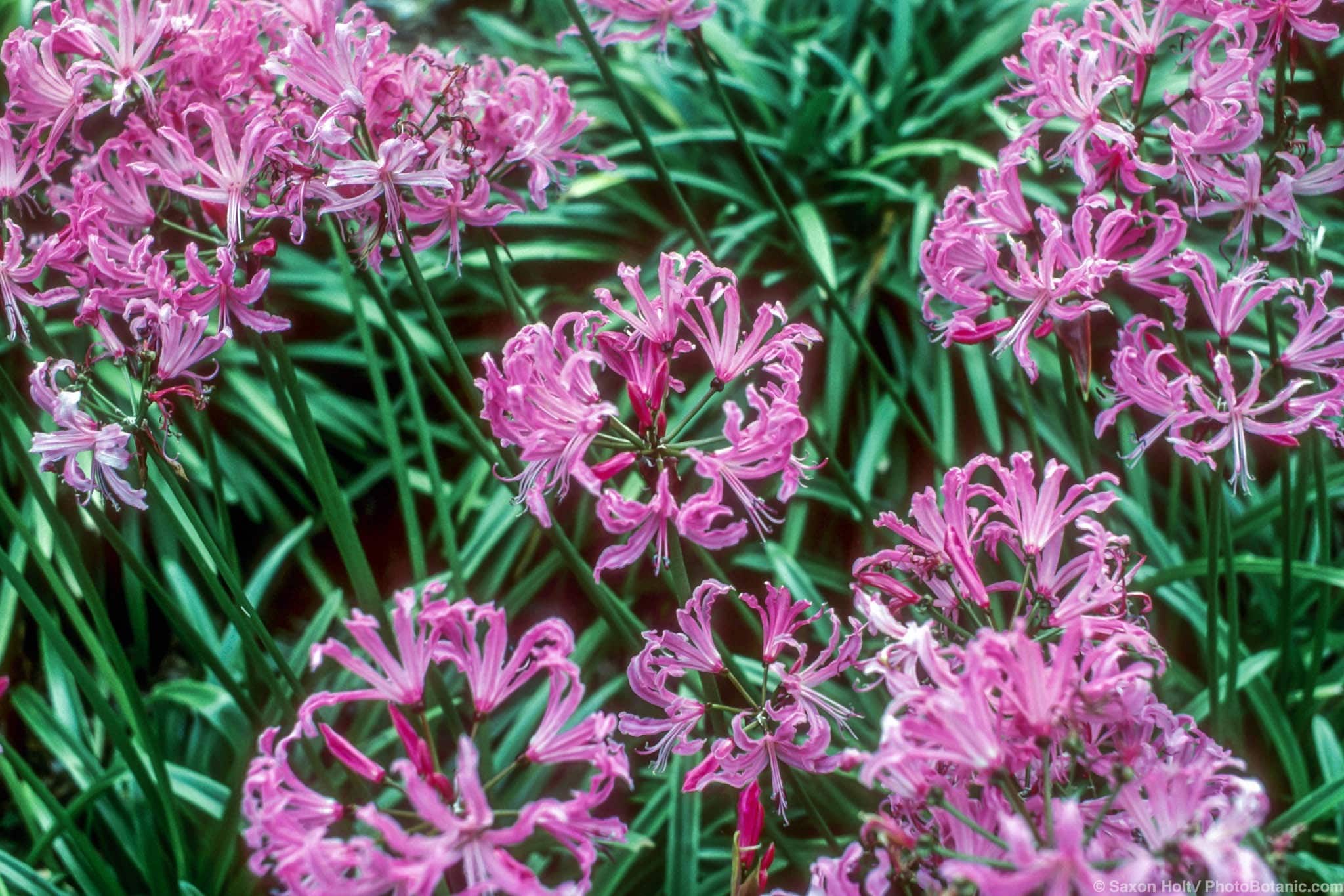 Nerine bowdenii