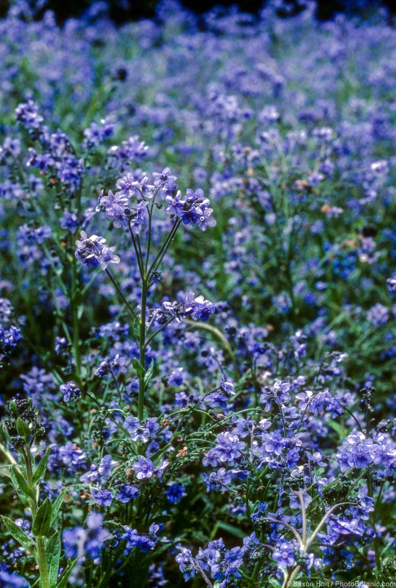 Cynoglossum amabile