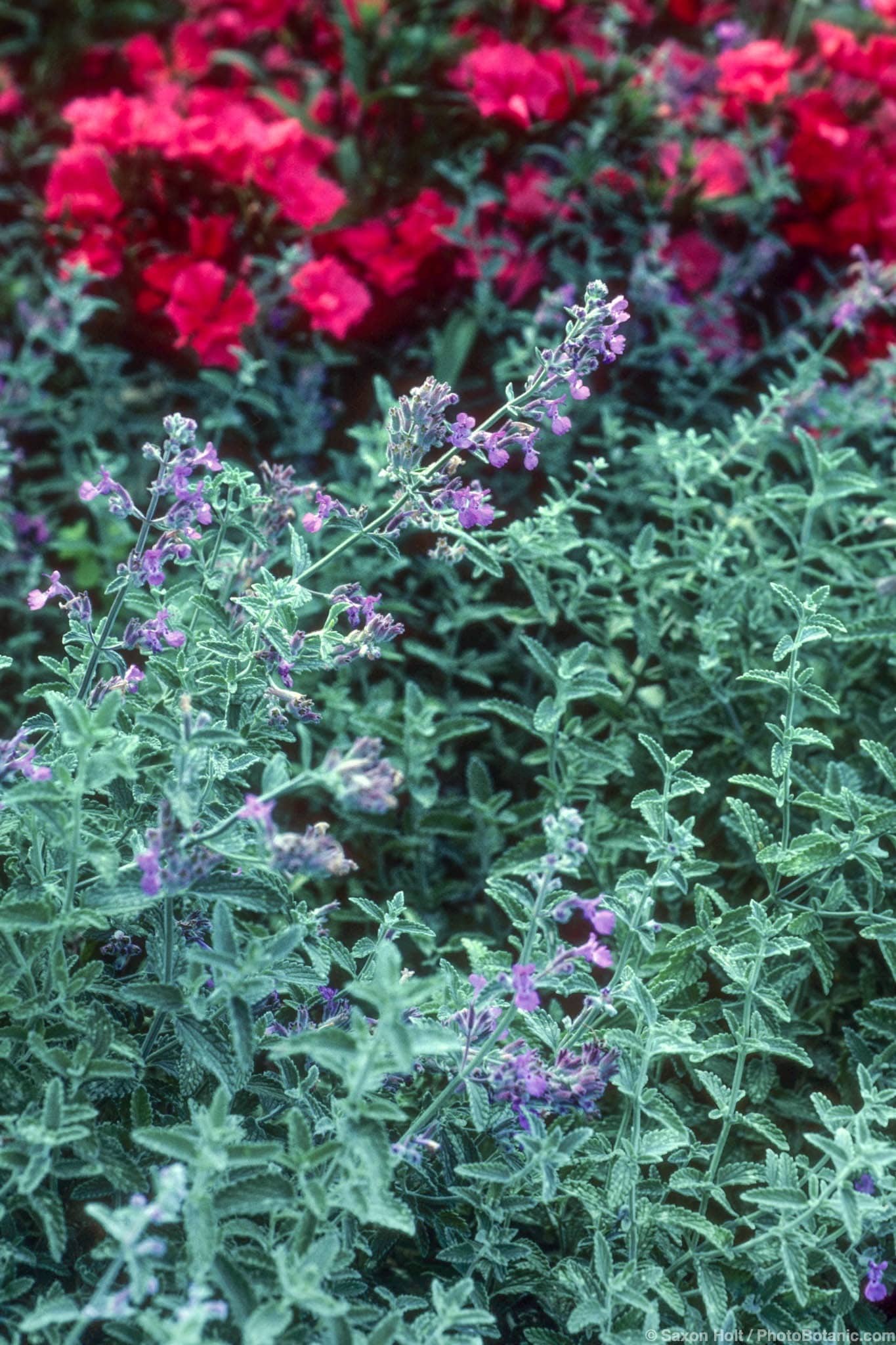 Nepeta x faassenii