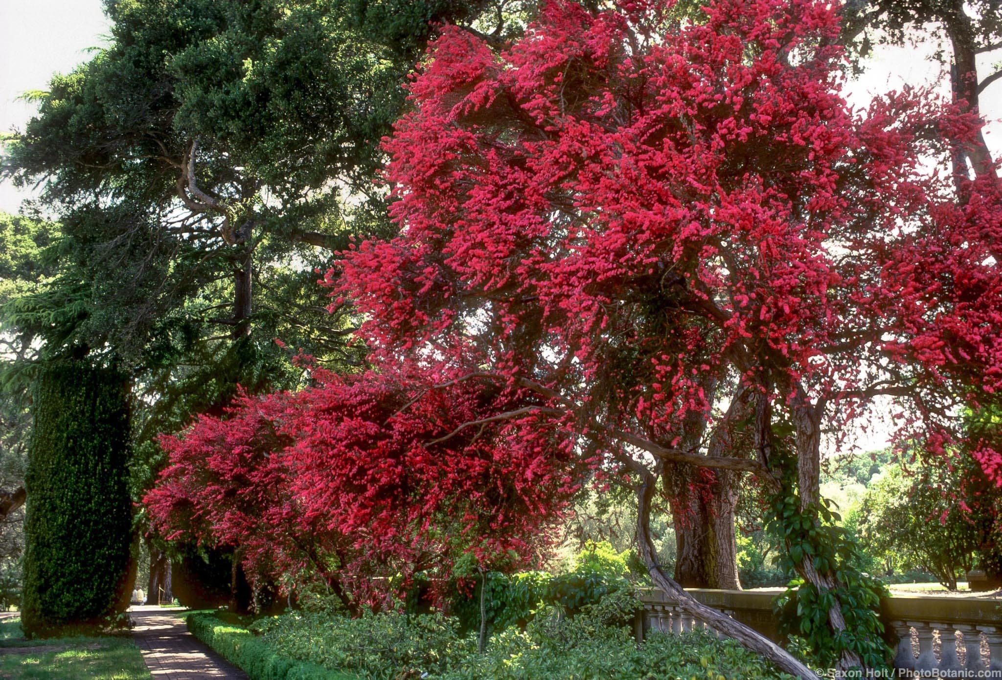 Leptospermum scoparium