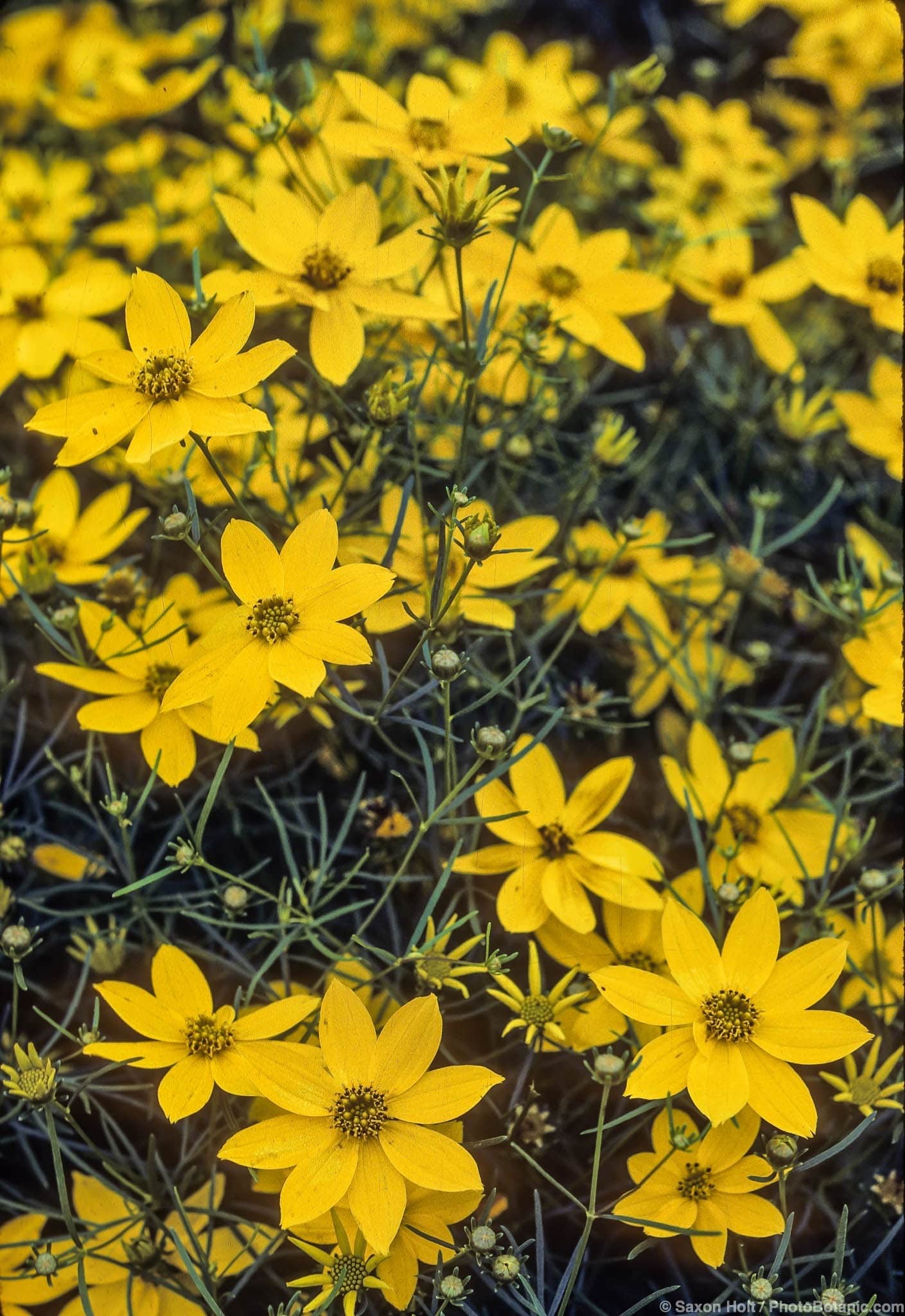 Coreopsis verticillata