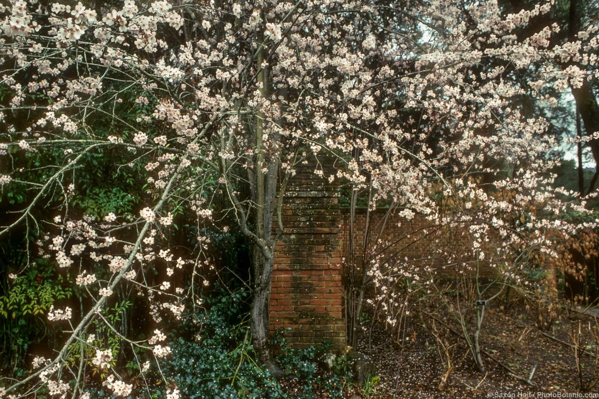 Prunus cerasifera