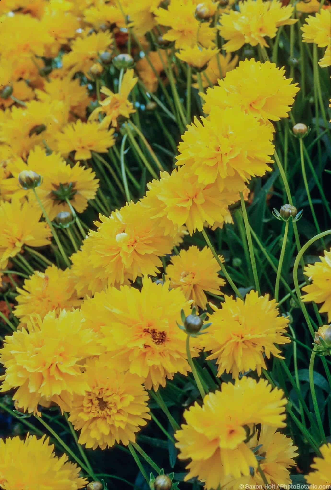 Coreopsis grandiflora