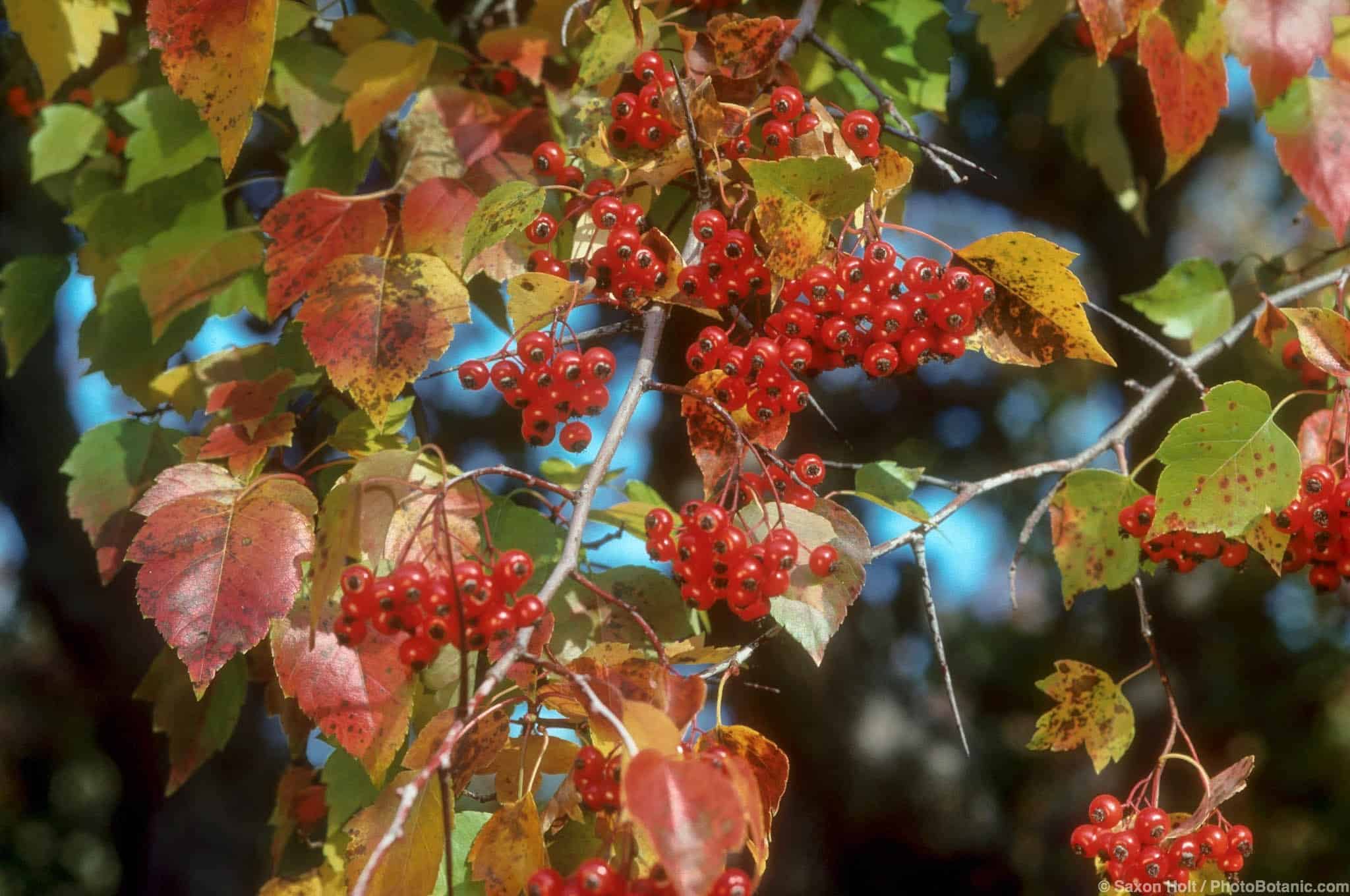 Crataegus phaenopyrum