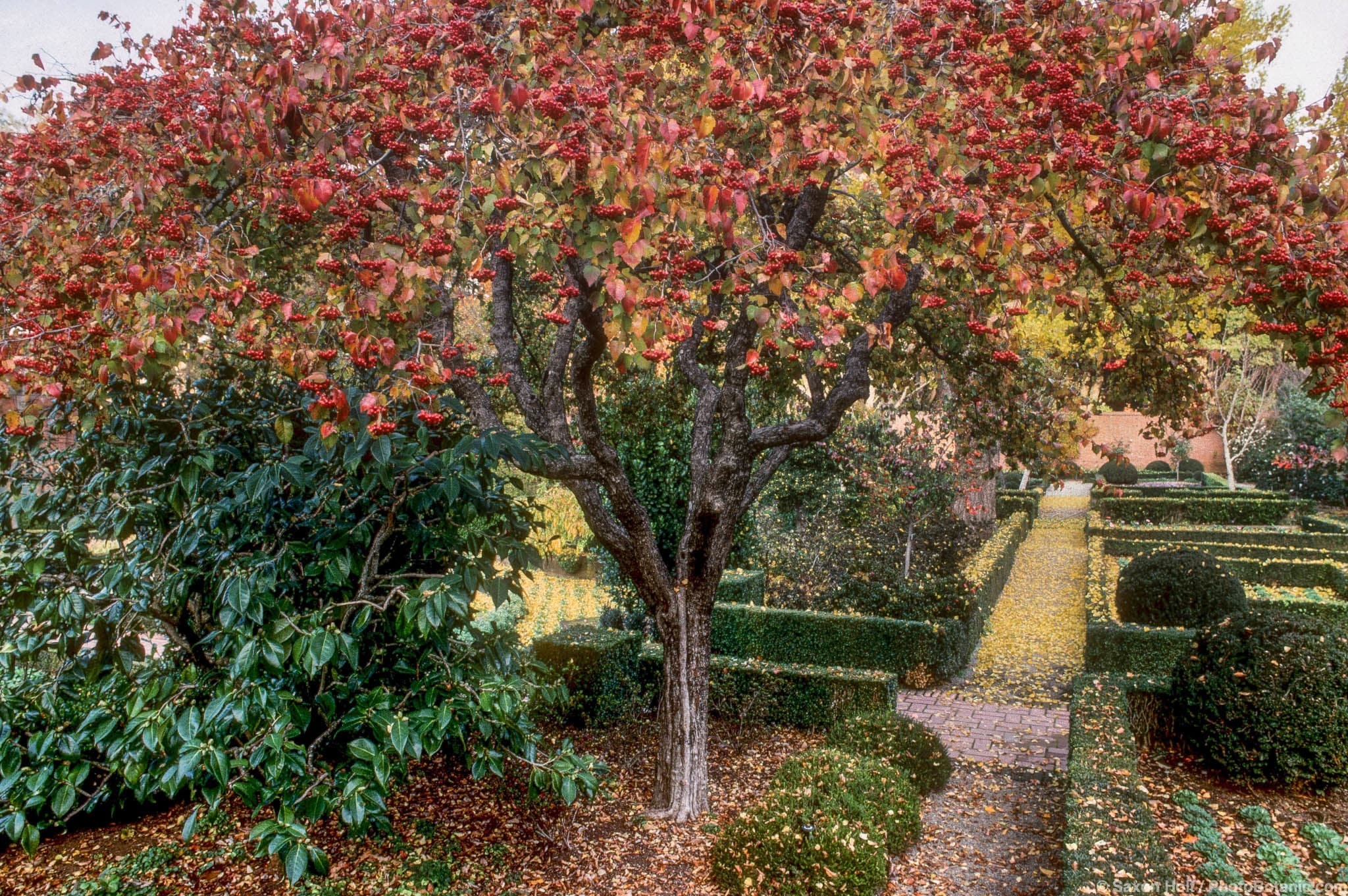 Crataegus phaenopyrum