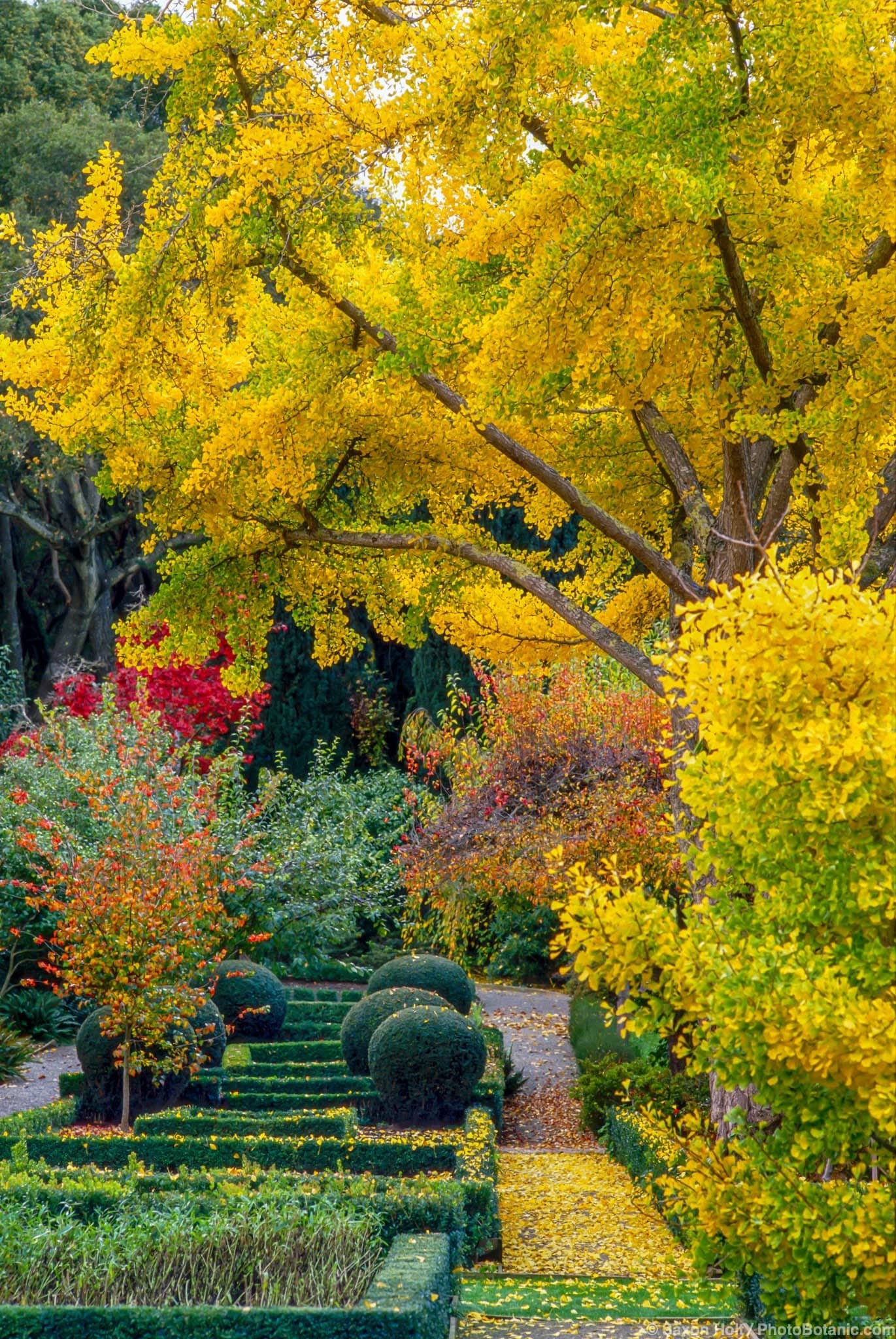 Ginkgo biloba