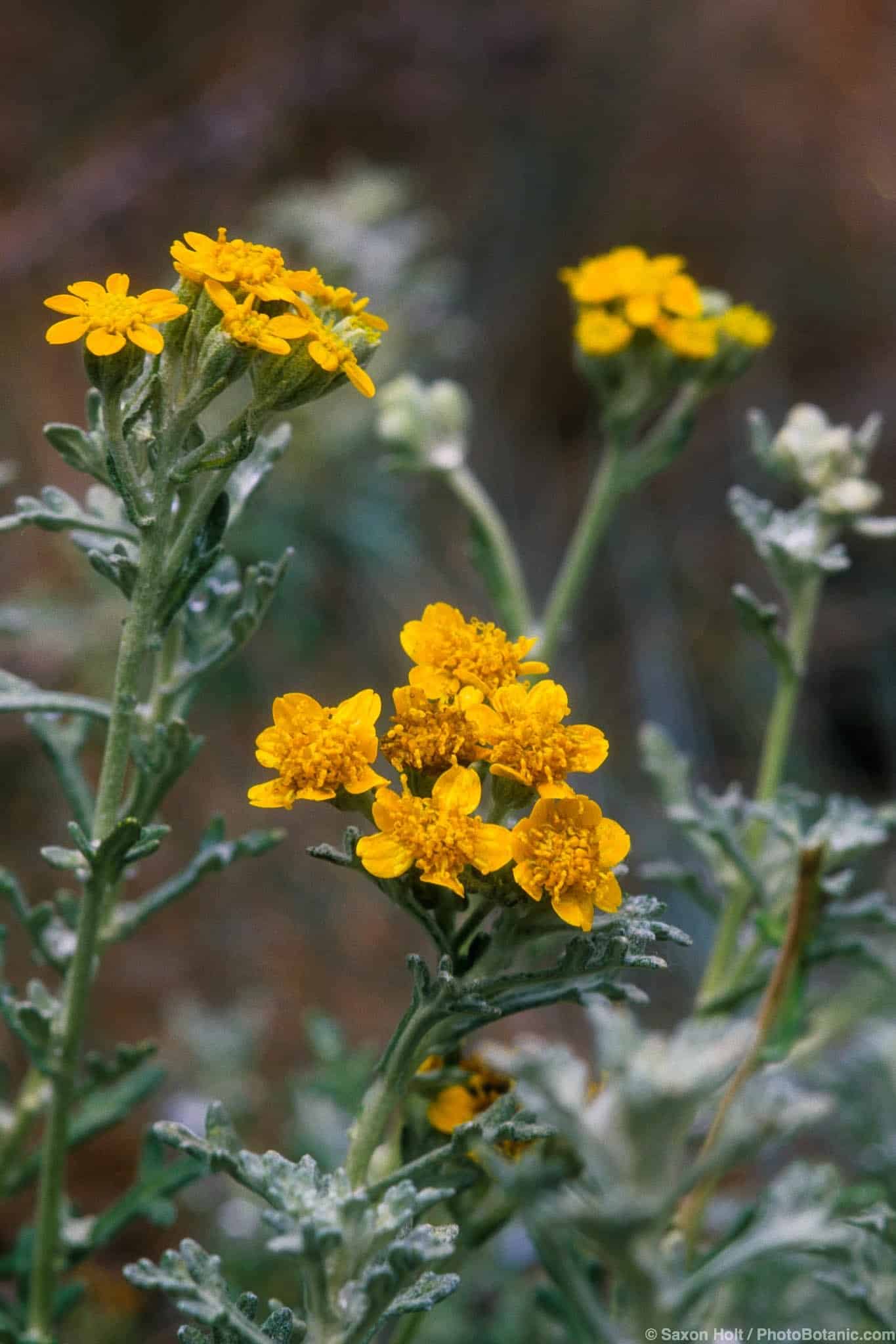 Eriophyllum confertiflorum