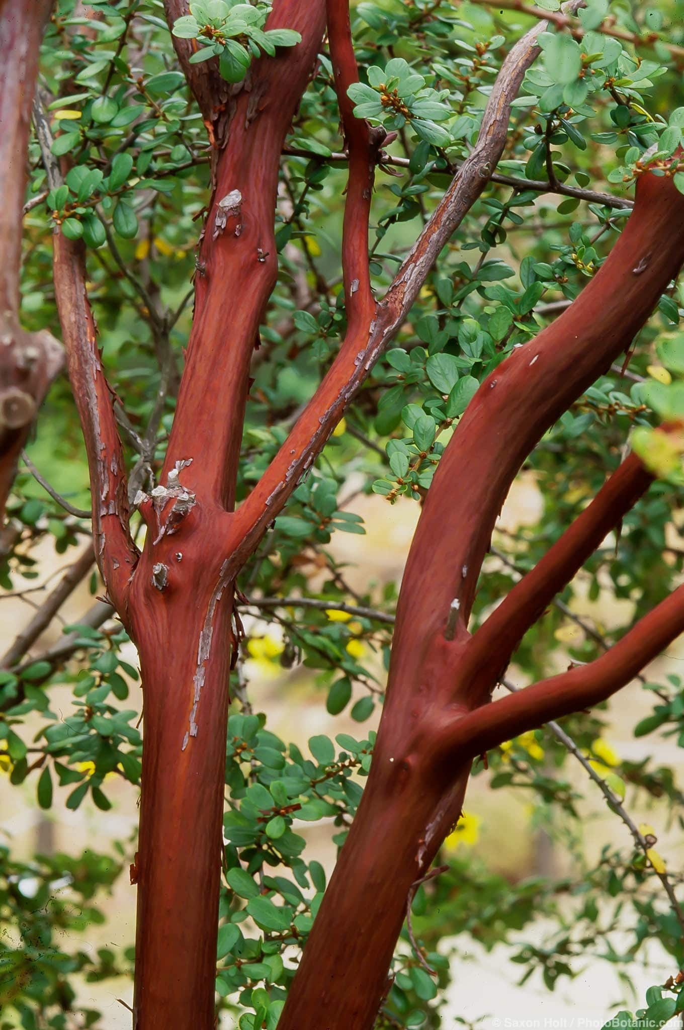 Arctostaphylos hooveri