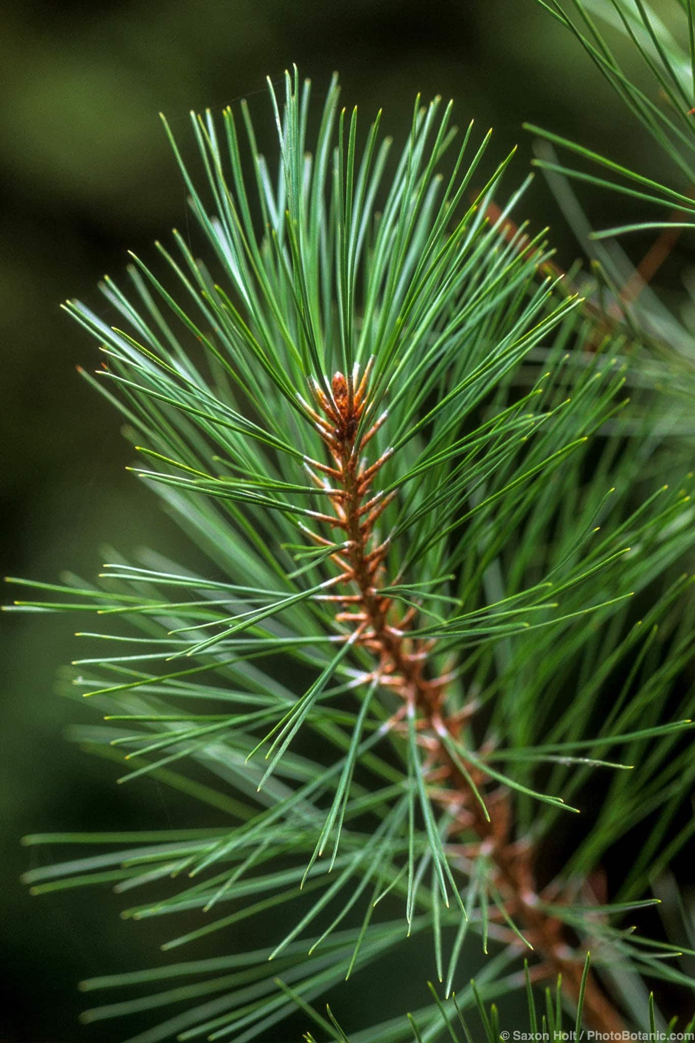 Pinus attenuata