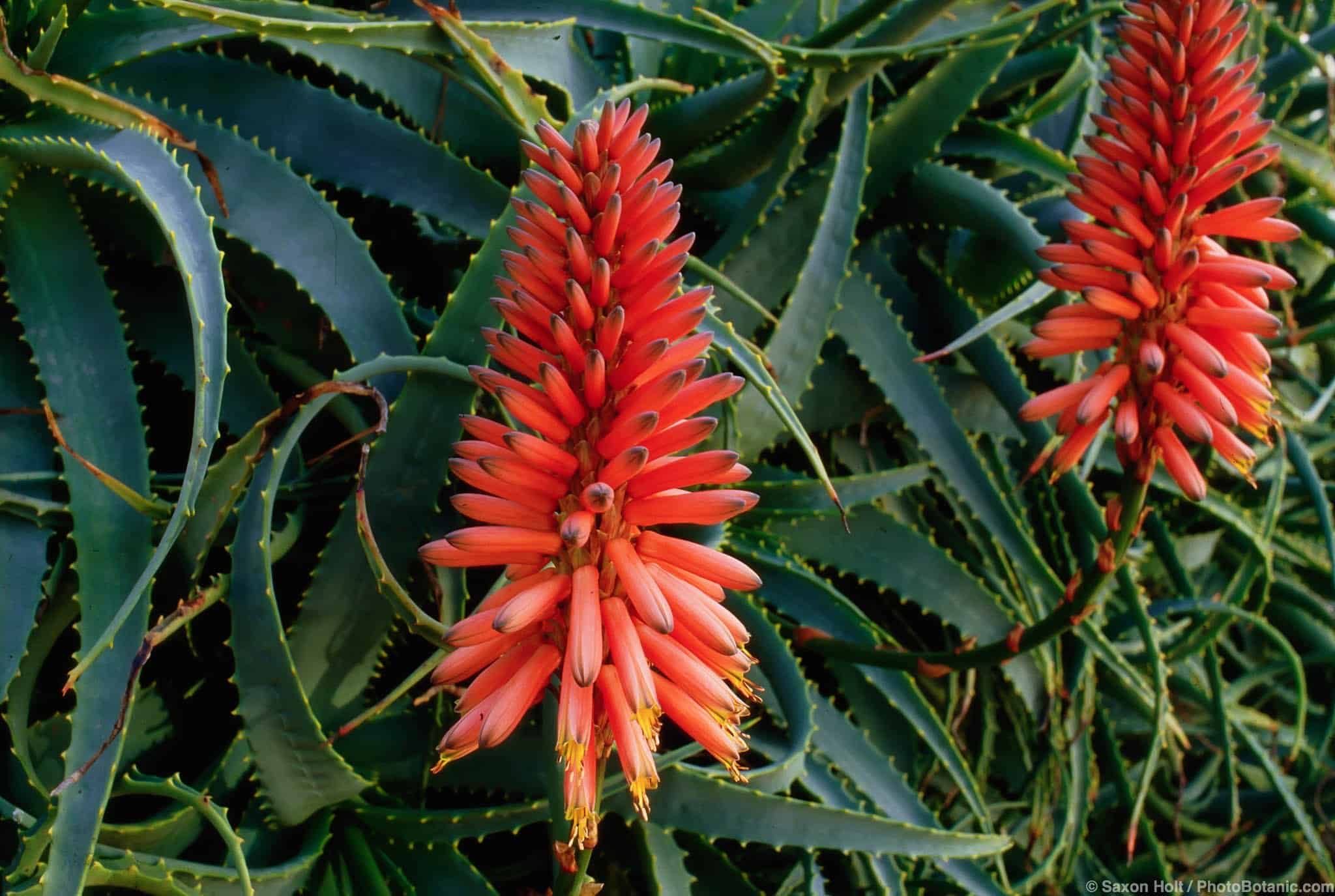 Aloe arborescens