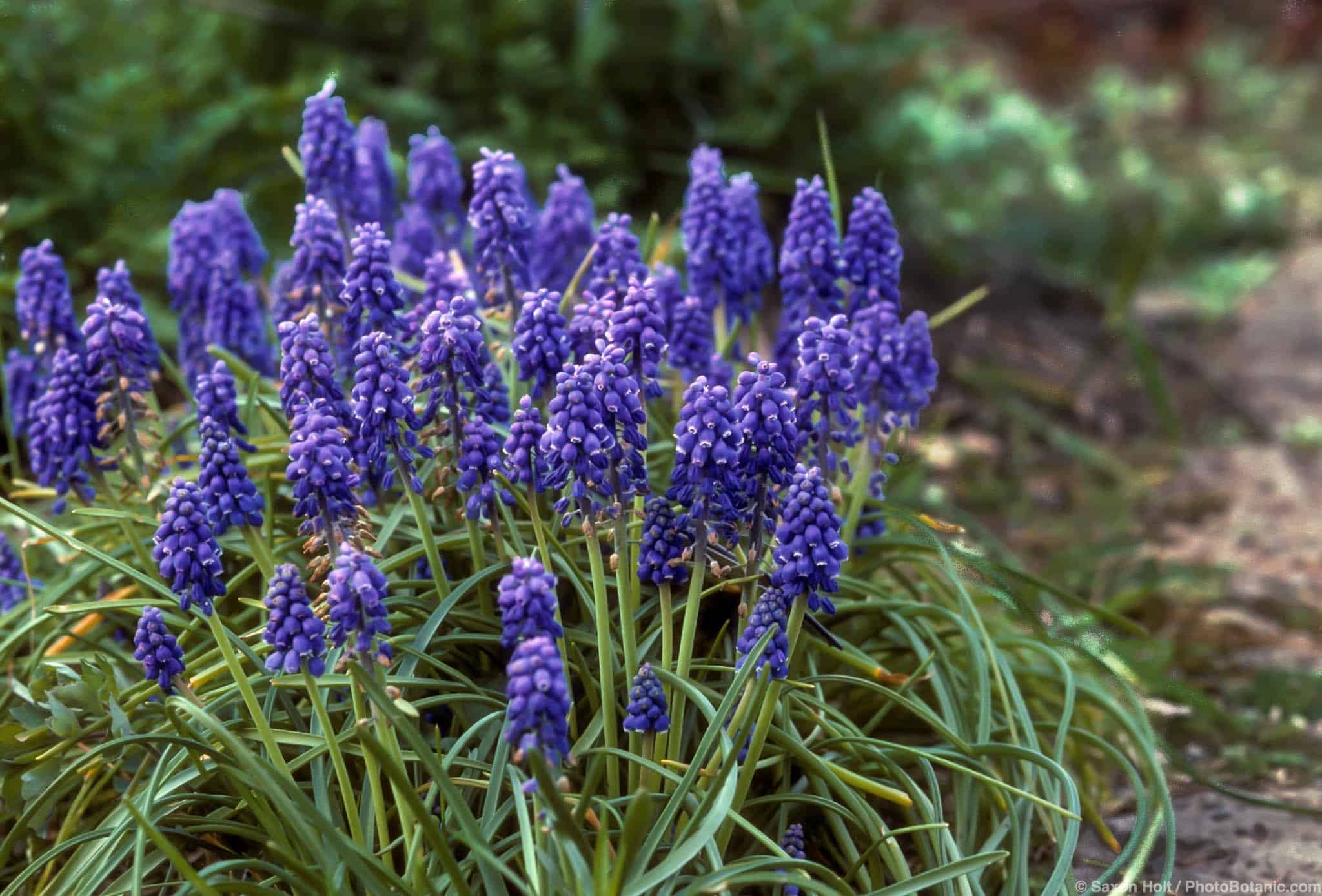 Muscari armeniacum