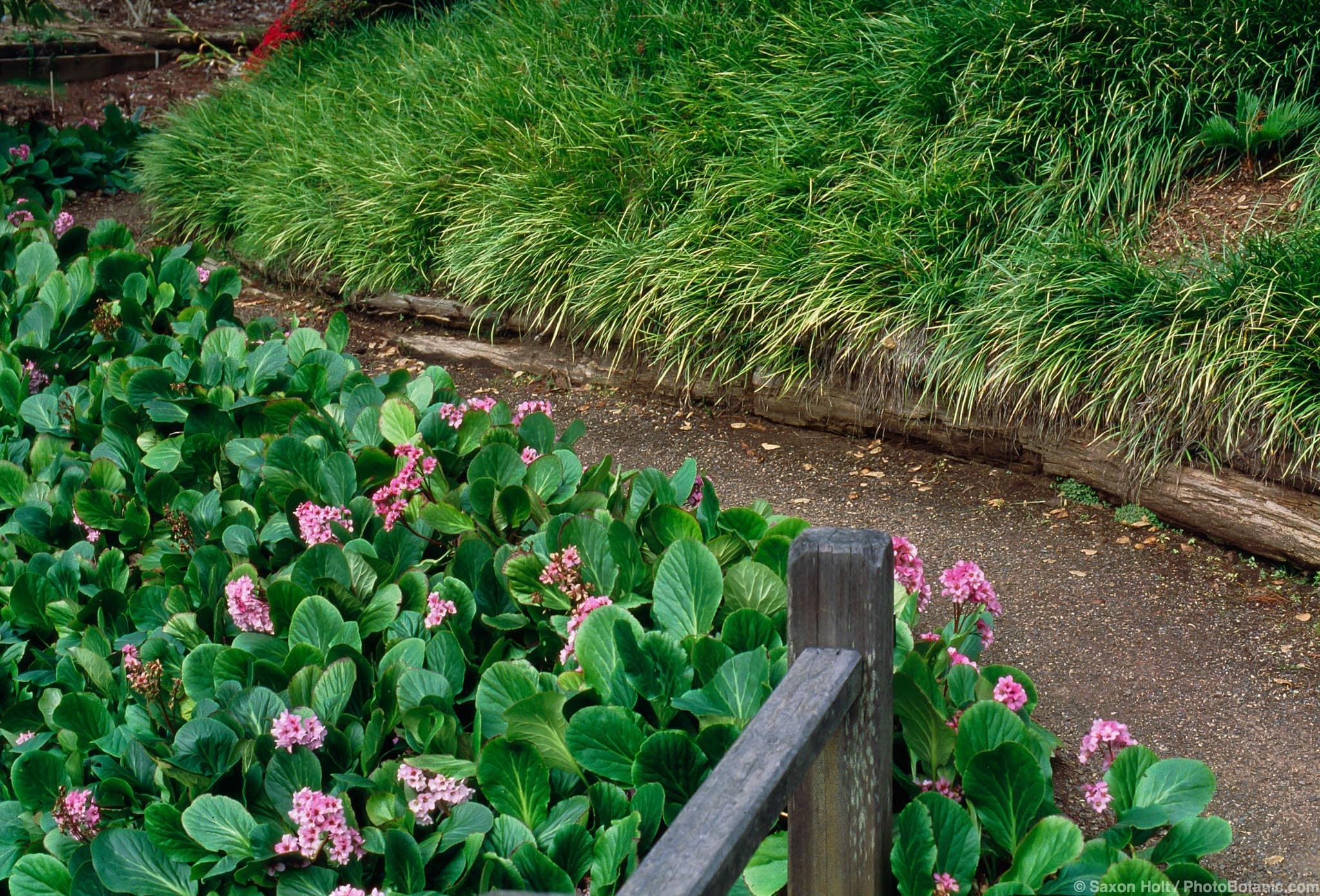 Bergenia crassifolia