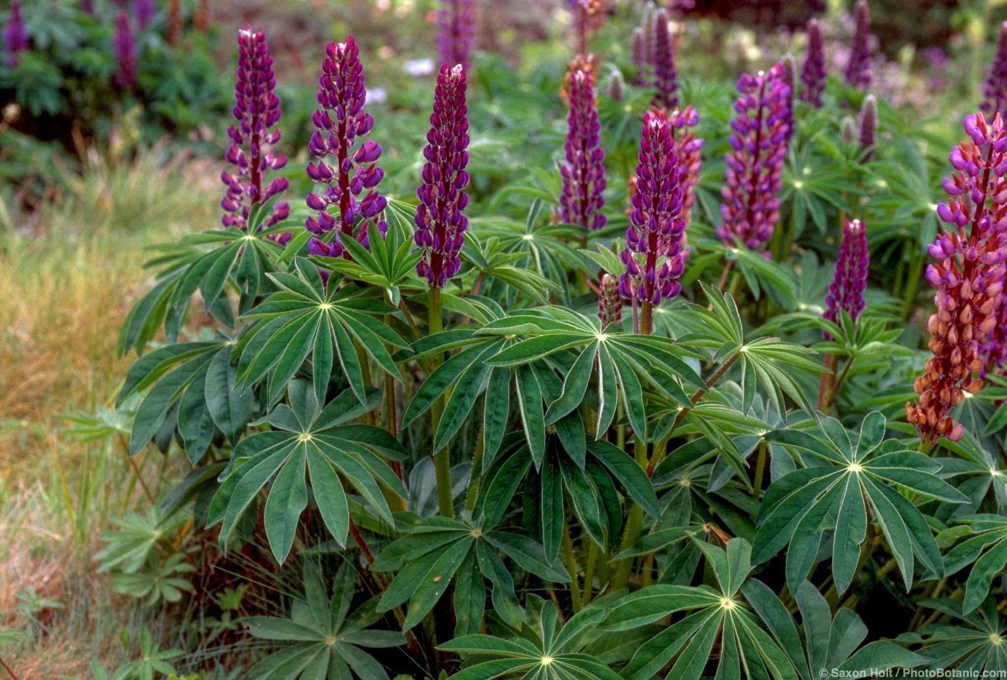 Lupinus latifolius