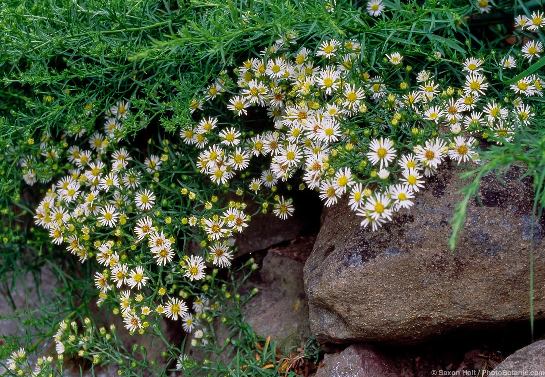 Aster ericoides