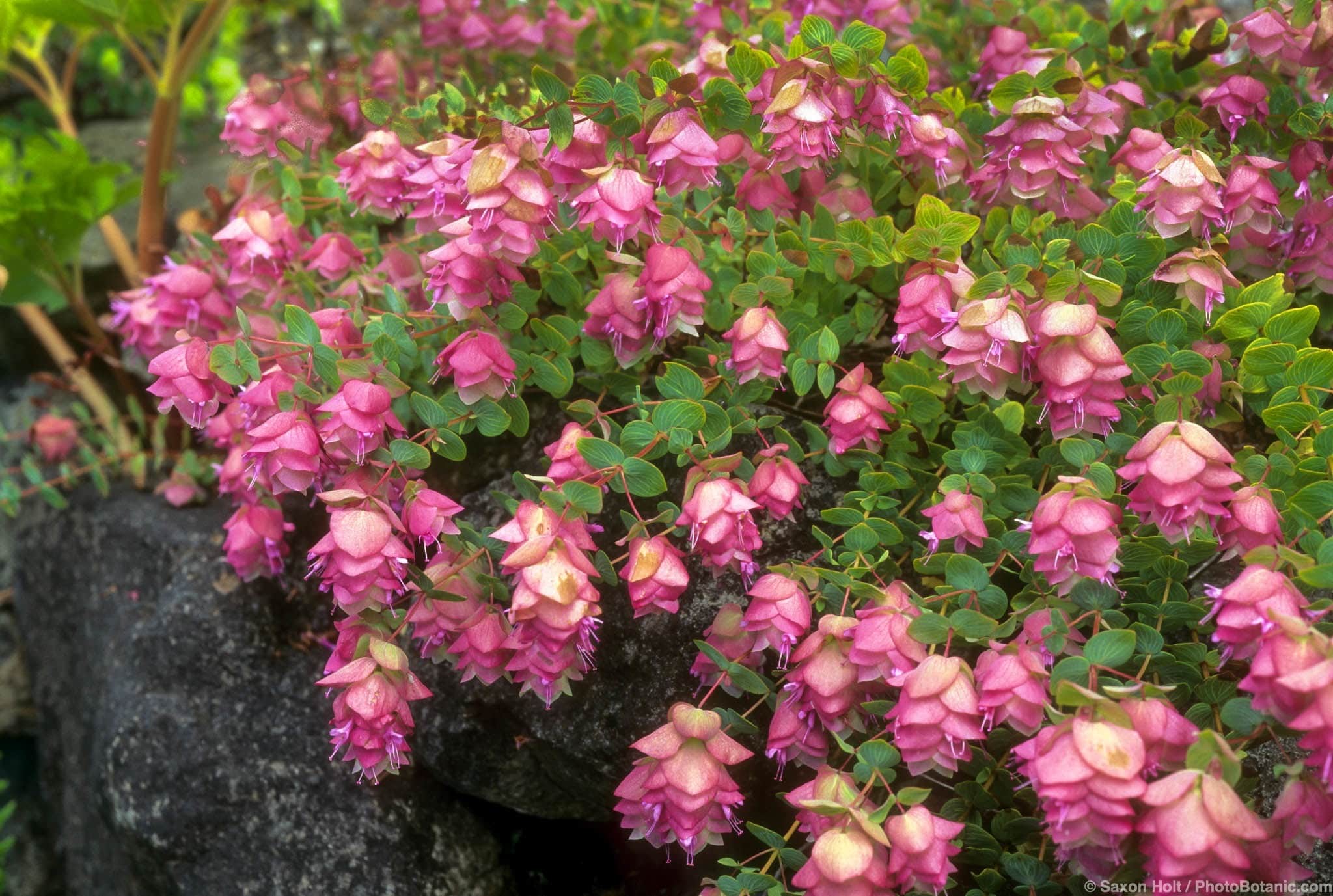 Origanum rotundifolium