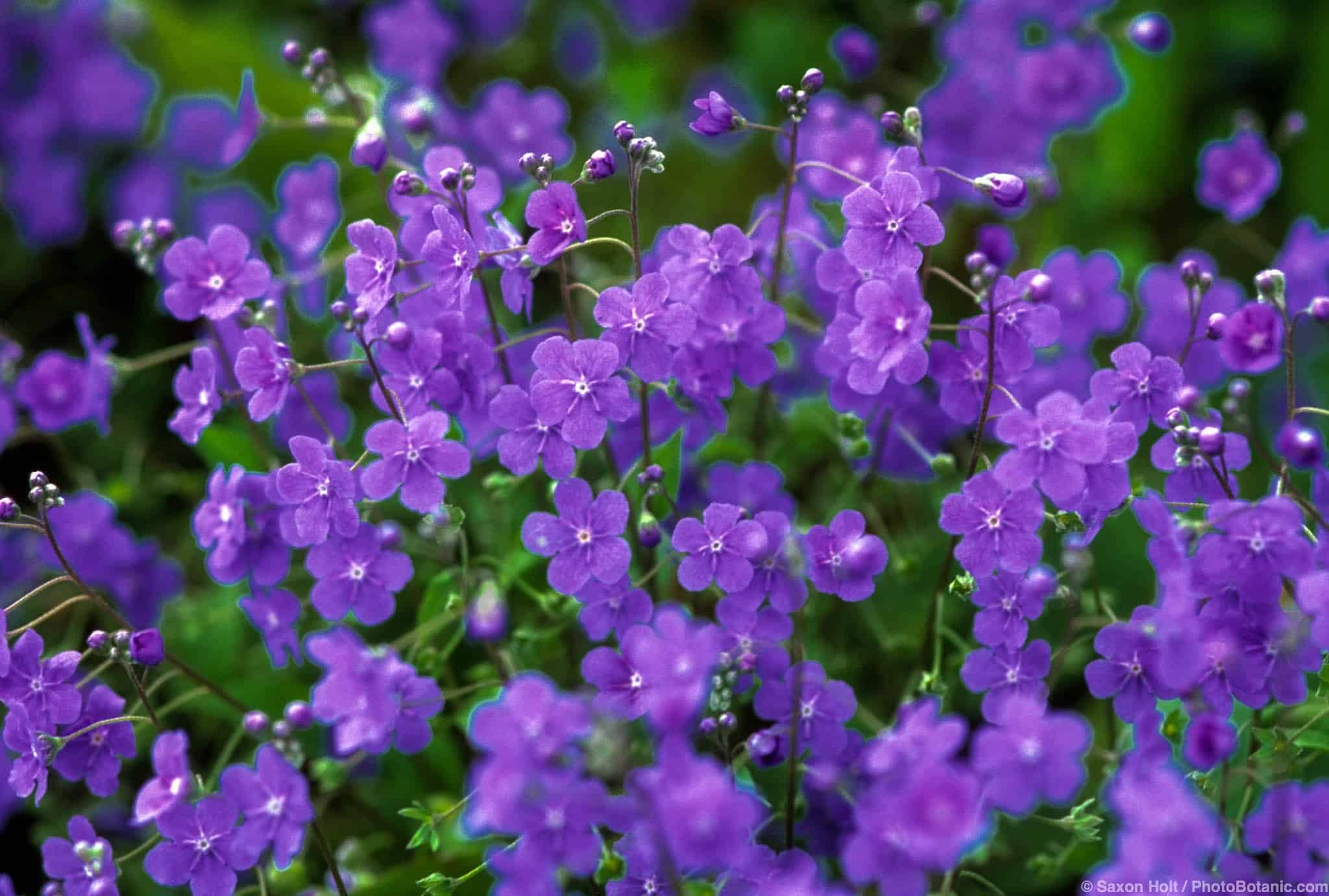 Omphalodes cappadocia