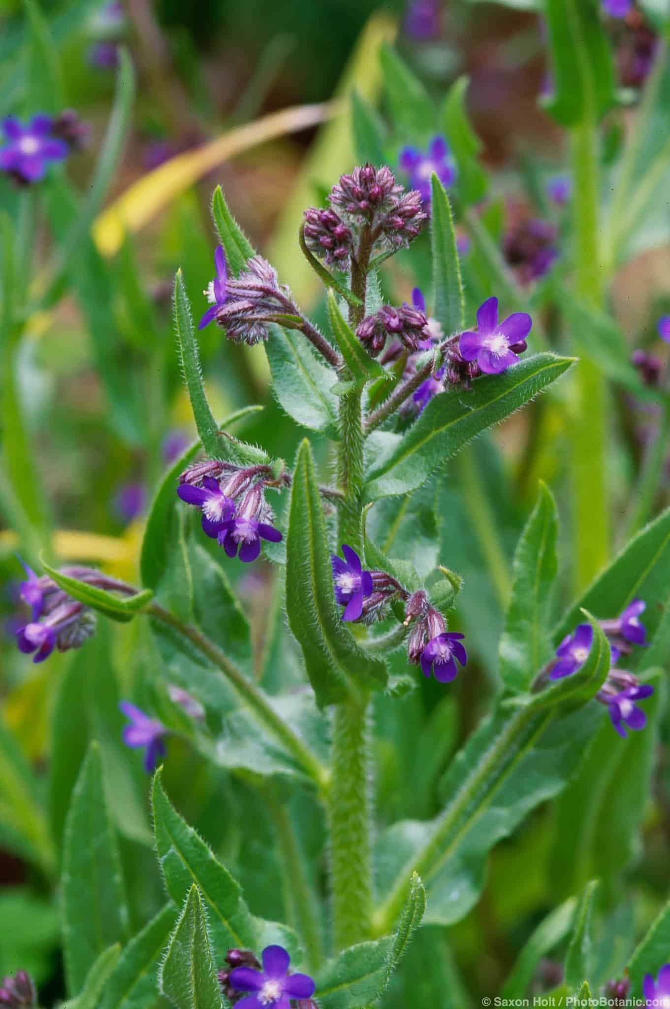 Anchusa azurea