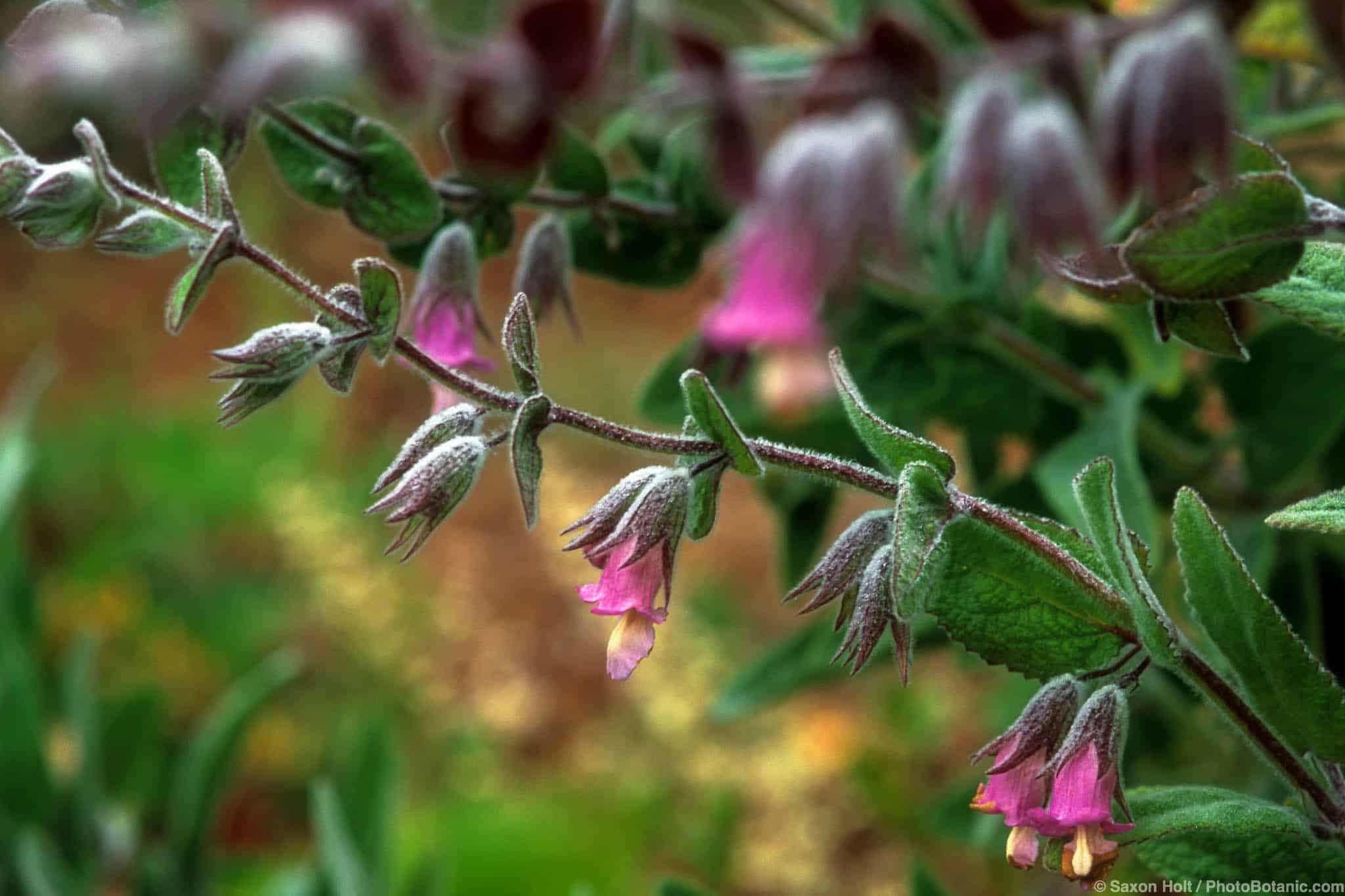 Lepechinia fragrans